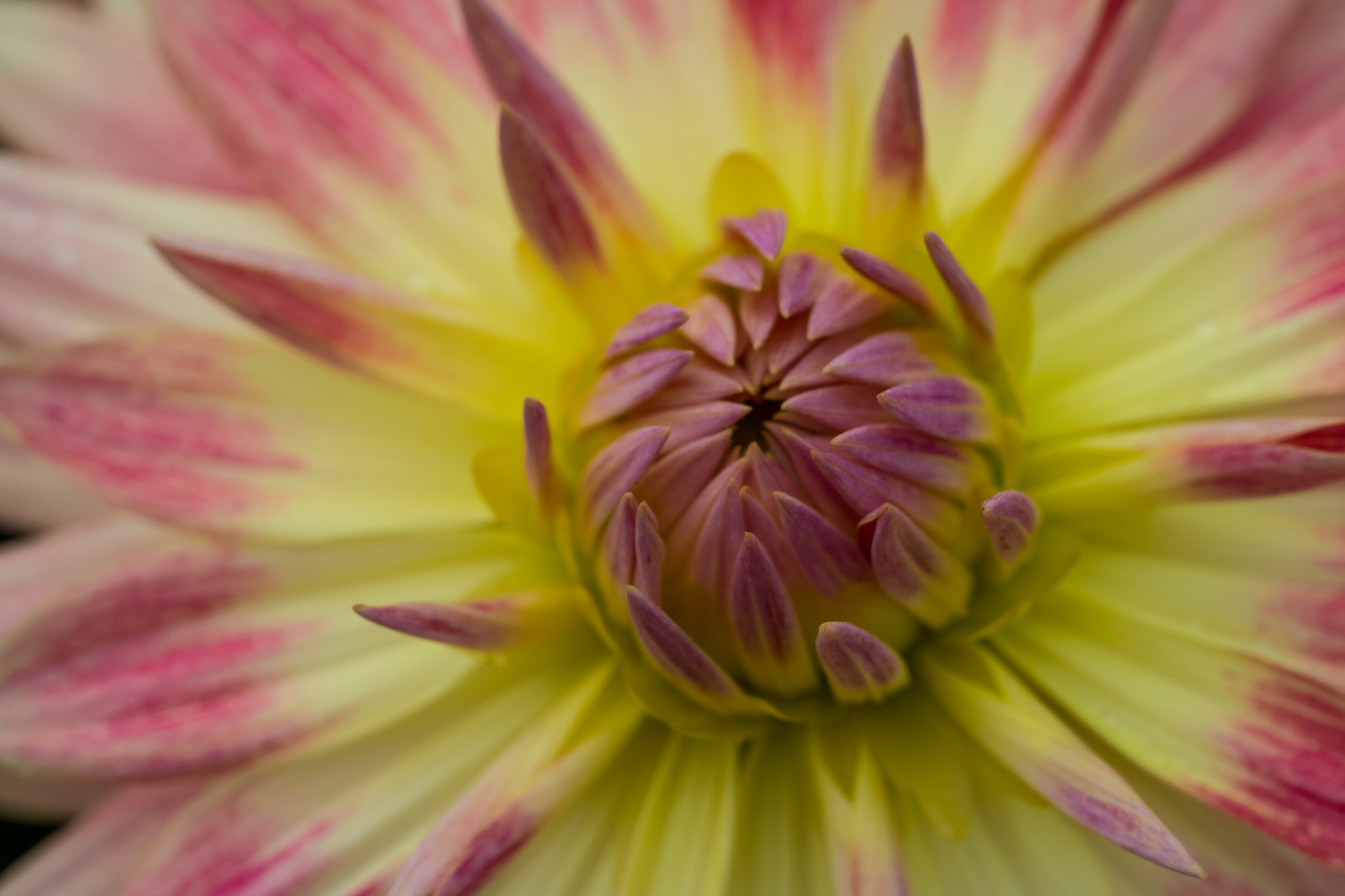 การถ่ายภาพ, แมโคร, สีเหลือง, เบ่งบาน, สีชมพู, ดอกไม้, ปลูก, ดอกดาเลีย, พืช, Blomma, makro, katrinetorp, katrinetorpslanderi, กลีบดอก, โรงงานที่ดิน, พืชดอก, ใกล้ชิด, การถ่ายภาพมาโคร, ต้นกำเนิด, ครอบครัวเดซี่