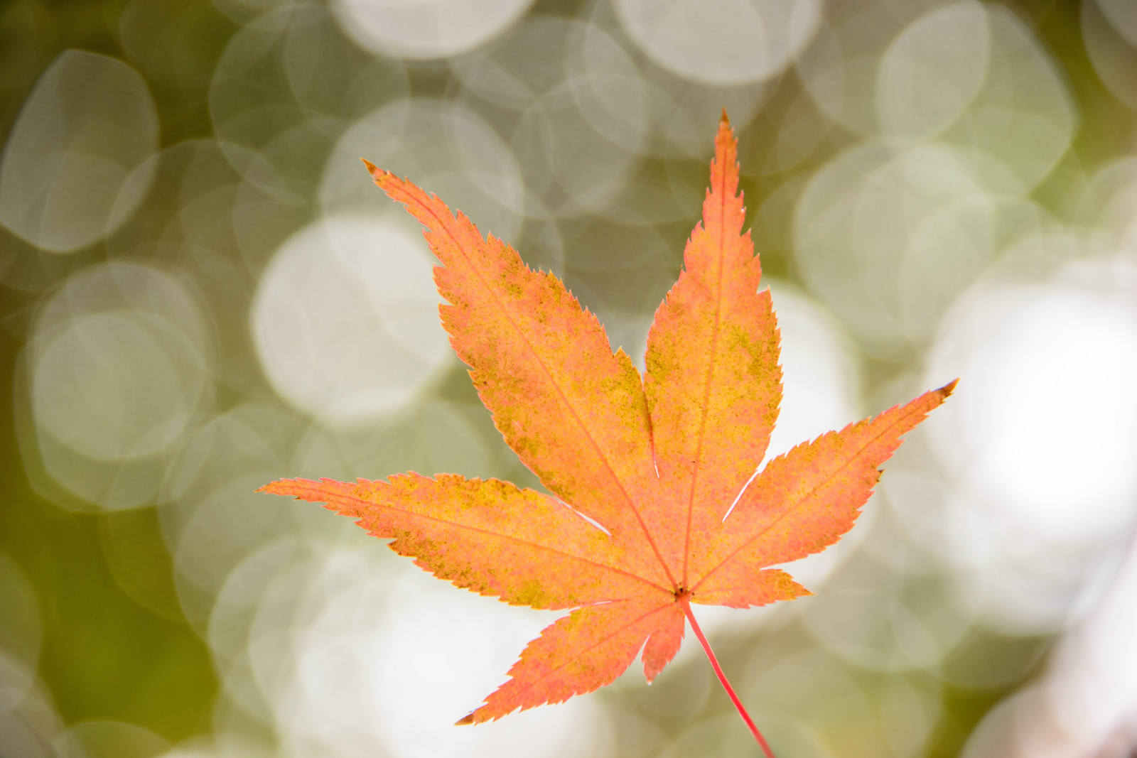 podzim, list, rostlina, barva, podzimní listí, Botanická zahrada, nikond800, zblízka, makro fotografie, Javorový list, Kew, kewgardens, royalbotanicgardenskew, nikon28300mm