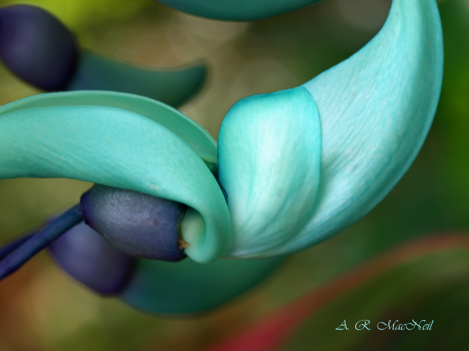 Příroda, makro, zelená, modrý, tropický, Hawaii, Maui, list, květ, rostlina, mygearandme, flóra, pupen, okvětní lístek, mygearandmepremium, mygearandmebronze, mygearandmesilver, mygearandmegold, ringexcellence, mygearandmeplatinum, divoká rostlina, počítač tapeta, zblízka, makro fotografie, závod stonek, vodních rostlin, posvátný lotos, Rajská zahrada, Tropicalflower, Bluejade