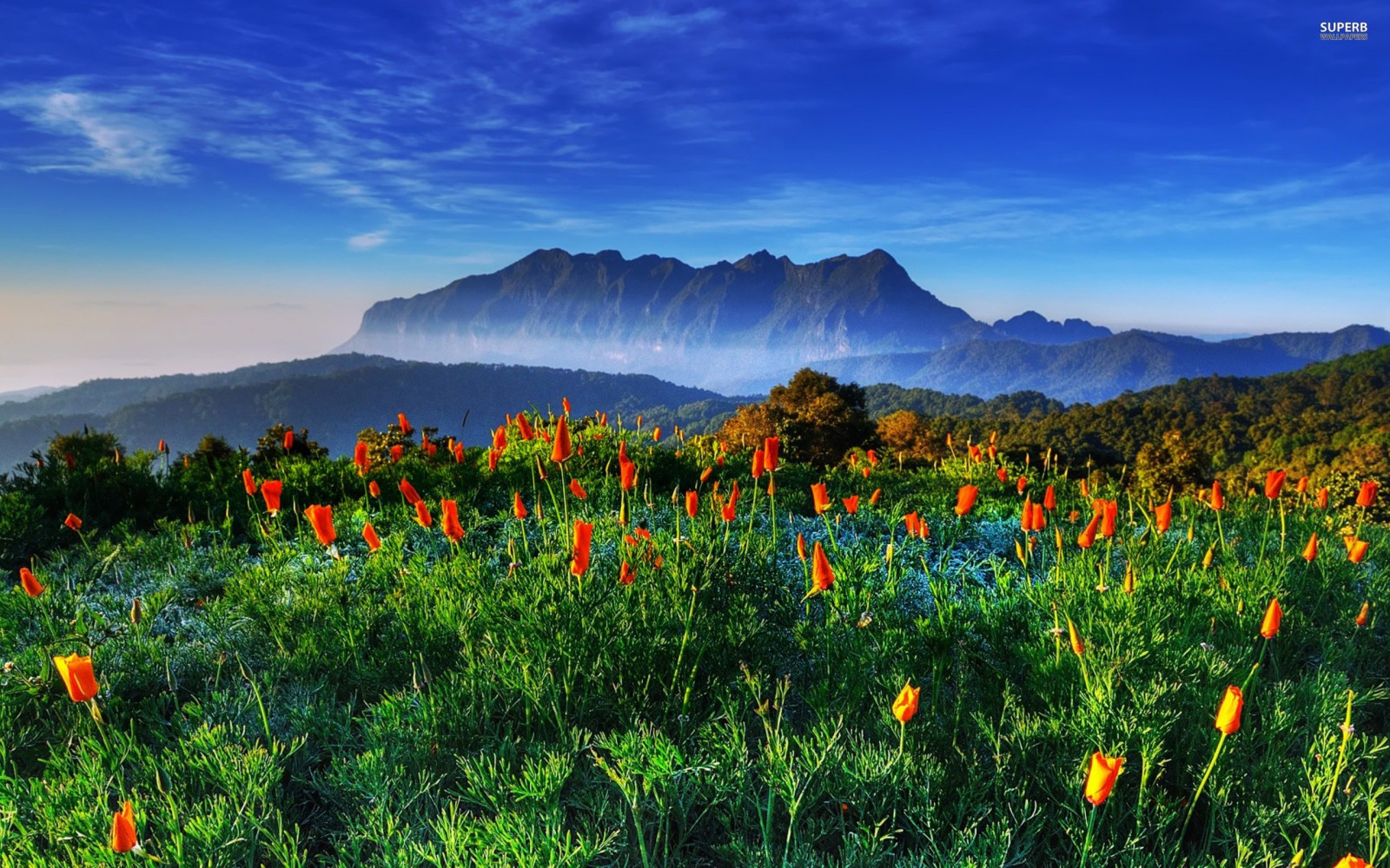 sollys, landskab, bakke, natur, græs, himmel, Mark, morgen, horisont, ødemark, plateau, steppe, Sky, efterår, blad, bjerg, blomst, græsarealer, plante, flora, eng, almindeligt, wildflower, prærie, landdistrikt, levested, naturligt miljø, bjergrige landskabsformer, økosystem, bjergkæde