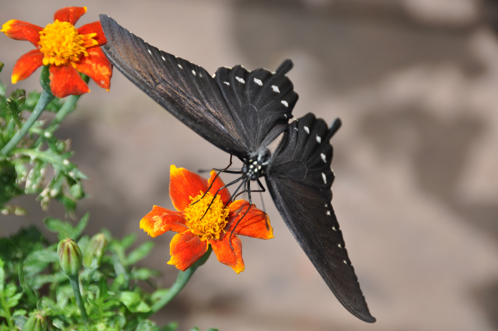 Wallpaper insect, USA, gold, spring, moth, Maryland, flower, flora, gardens, mary, macro