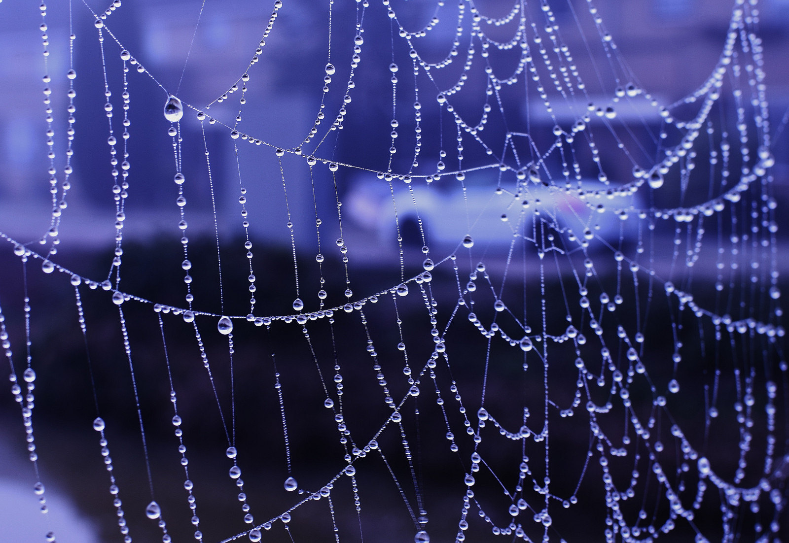 Nikon, bokeh, web, roztočit, pavoučí síť, Arana, Araignee, Kabriolet, Arain, D5500, nikkor35mm
