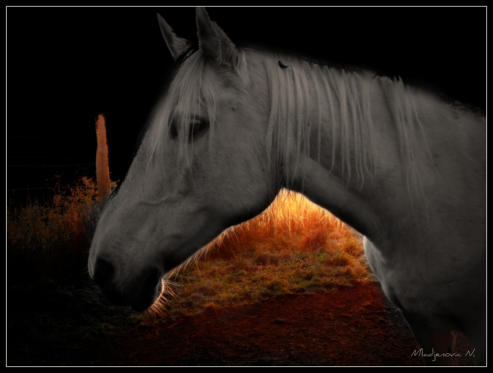 Příroda, kůň, nebe, venku, fotografování, mlha, Volně žijících živočichů, Francie, venkovský, Panasonic, světlo, zvíře, hospodářská zvířata, digitální, tma, kobyla, lumix, mygearandmepremium, mygearandmebronze, mygearandmesilver, fauna, Bourgogne, domácí, kůň, animaux, campagne, topseven, Černý a bílý, FZ50, čenich, hříva, kůň jako savci, hřebec, mustang kůň, burgundské, uzda, jev, selectivecoloring, yonne, Svetlost, mladjenovic, priroda, Morvan, animauxdecompagnie, bílý kůň, caballo, onblack, jezdecké potřeby, cavallo, chevalblanc, stock photography