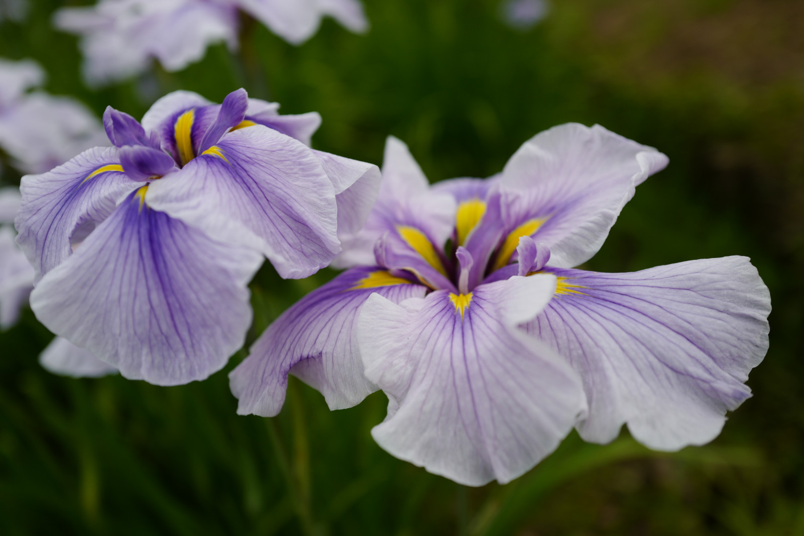 Japonsko, květiny, Leica, Tokio, Duhovka, jp, květ, rostlina, oko, flóra, okvětní lístek, summilux, leicaq, summilux1728, q, 1728, mizumoto, mizumotopark, divoká rostlina, botanika, suchozemská rostlina, kvetoucí rostlina, makro fotografie, fialová rodina, iris rodina