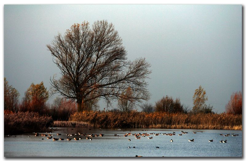 Wasser,Natur,Betrachtung,Himmel,Baum,Winter