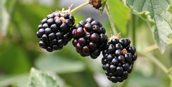 berries,blackberries,branch,petals