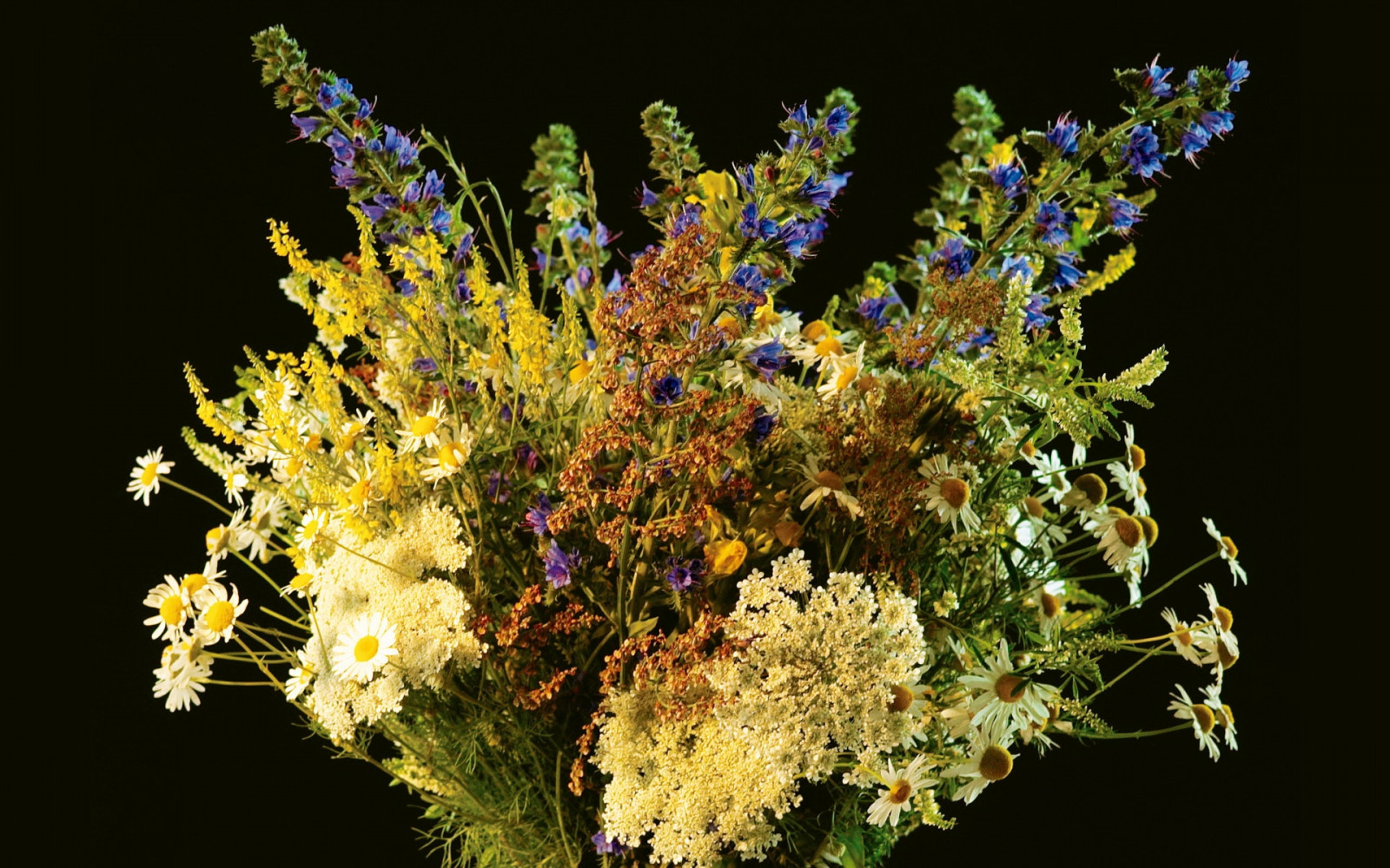 Wallpaper flowers, field, branch, yellow, blossom, daisies