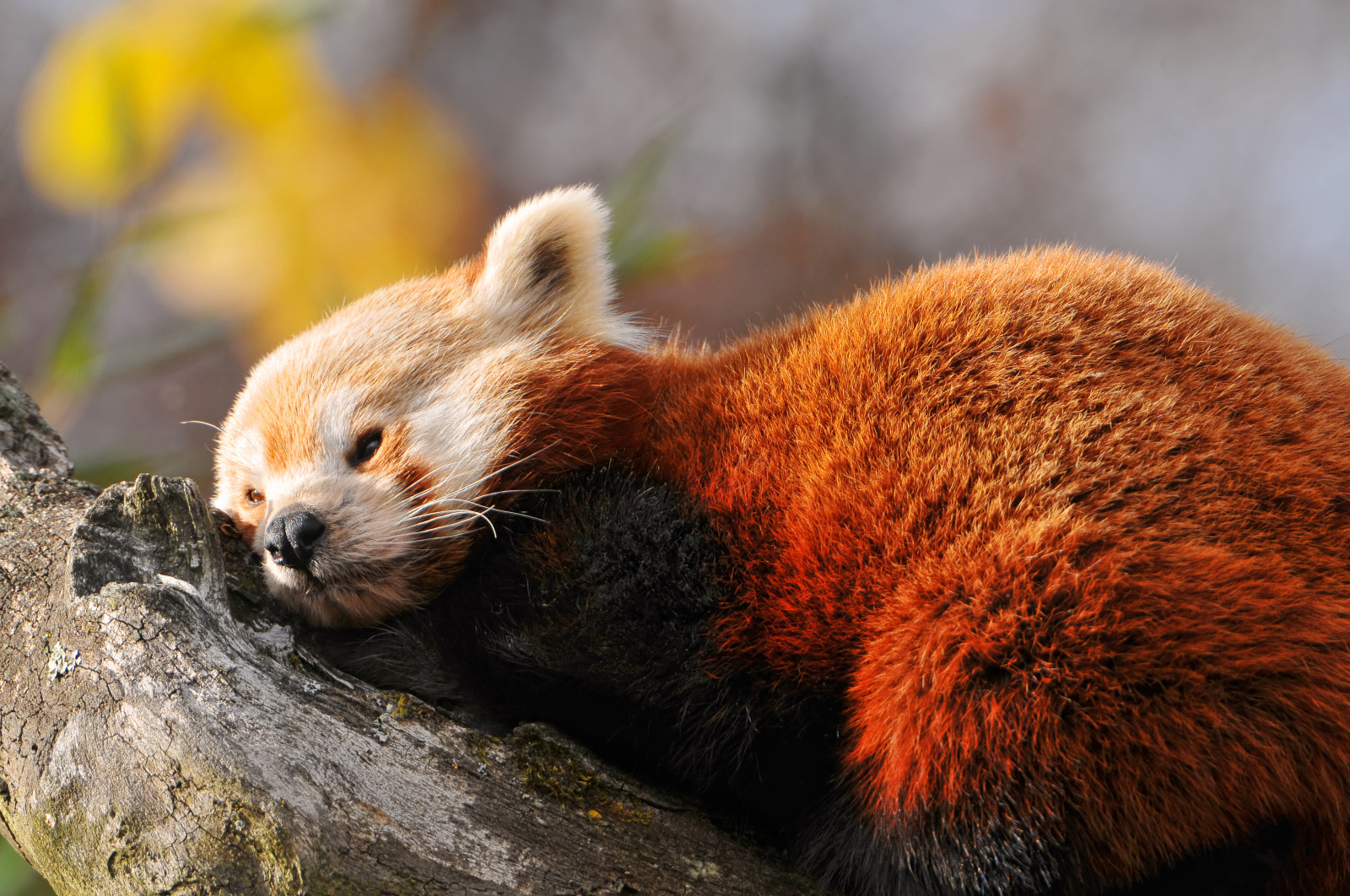 Červené, spací, větev, Volně žijících živočichů, Švýcarsko, Nikon, panda, zoologická zahrada, kníry, červená panda, Zurich, strom, roztomilý, malý, fauna, savec, ležící, D300, spící, čenich, carnivoran, organismus, terrestrial animal
