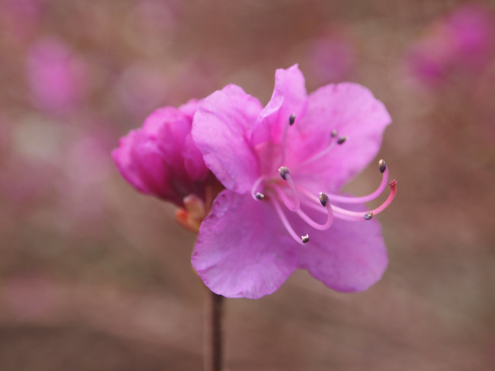 fotografie, květiny, zima, Anglie, květ, Příroda, zahrada, zahrada, fotografování, Sussex, nachový, květ, alpská růže, květ, Alexander, zimní slunovrat, Nymans, Ekaterina, Dauricum