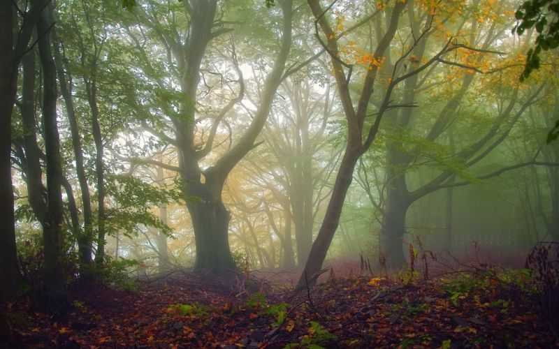 1920x1200 px, branch, fall, forest, leaves, mist 1920x1200 px, branch, fall, forest, leaves, mist