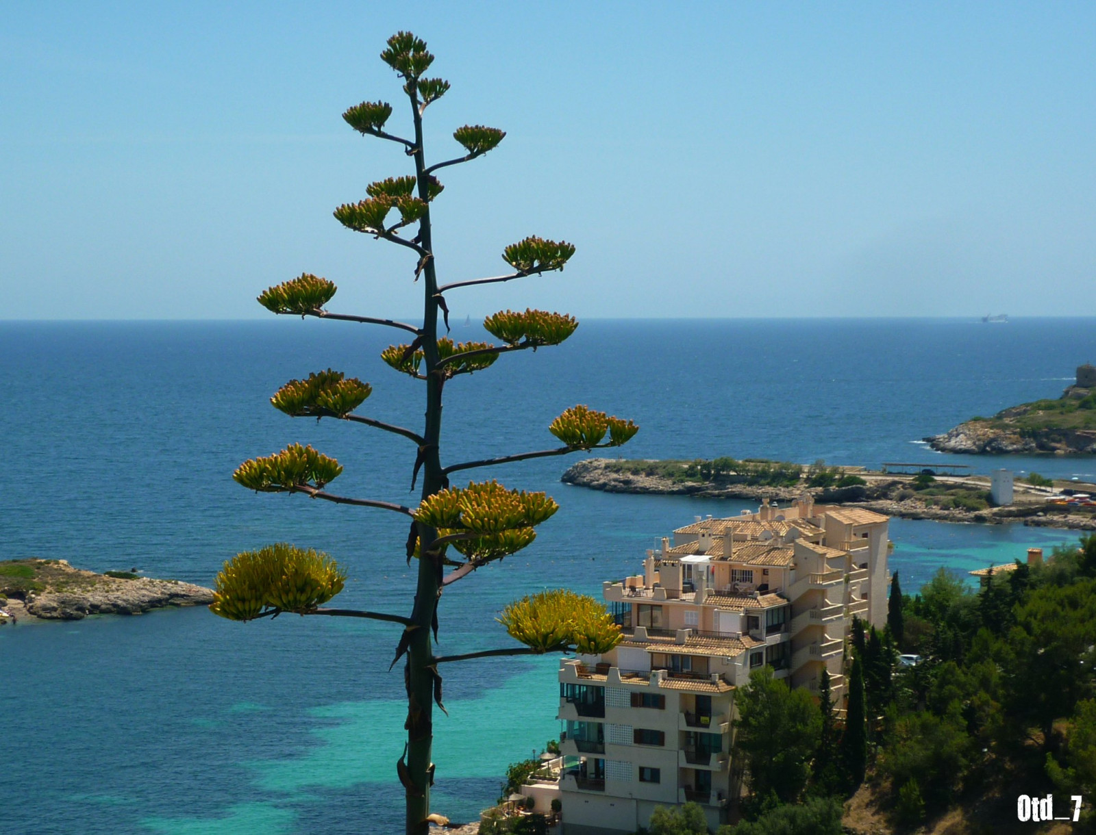 moře, mer, květ, voda, květ, mar, Španělsko, eau, ráj, kobyla, Pohled, tyrkysový, bleu, espana, agáve, Mallorca, espagne, vue, Islas, ráj, flore, Iles, Mediterranee, baleárské, Aloes, Paradisiaque, Majorque, baleares