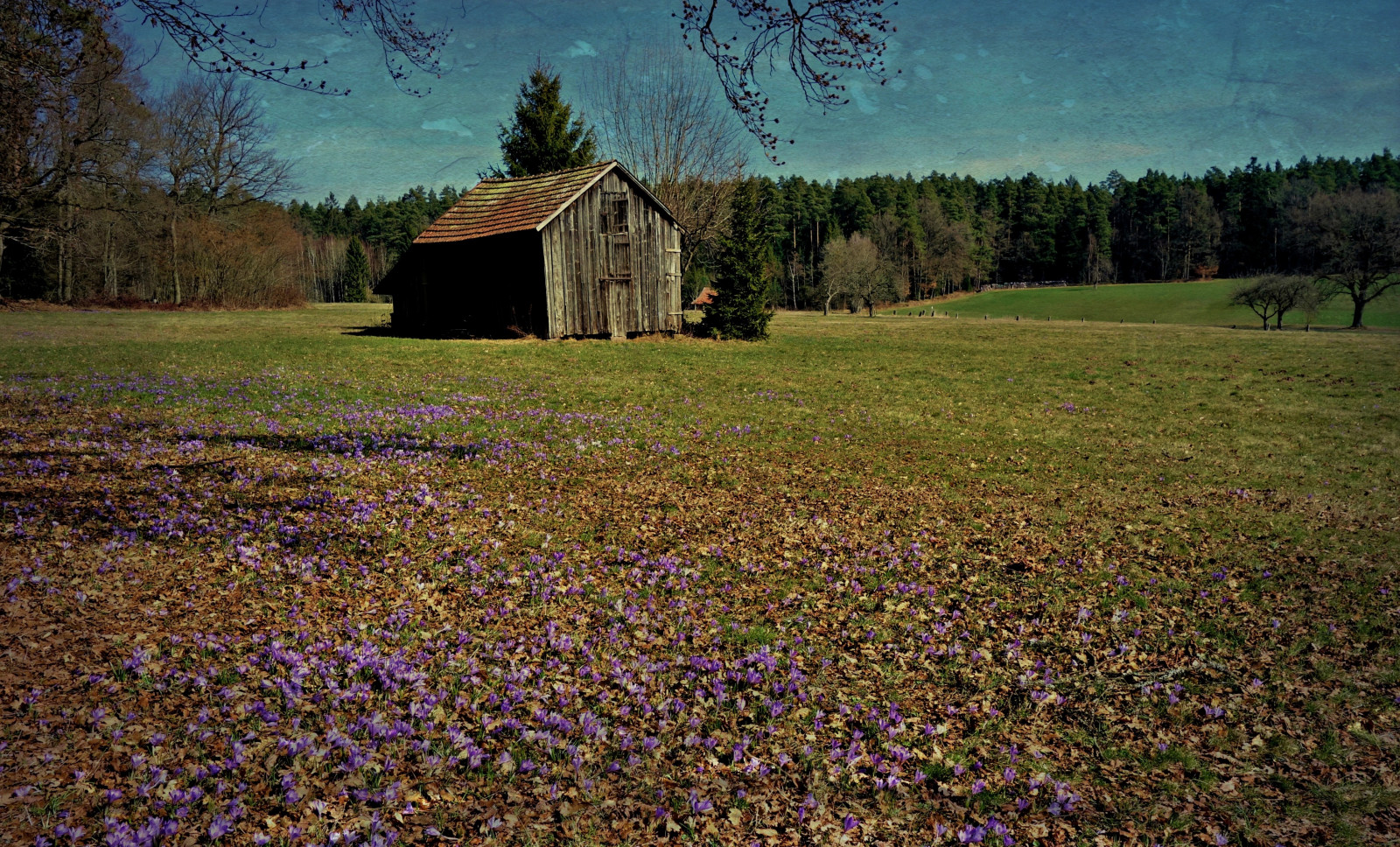 Zavelstein, Wildkrokusbl te, Krokusse, Blumen, Blume, bl dieci, fiore, fiorire, roba66, fleur, flori, fiore, flora, flores, fiore, piante, Pflanzen, colores, colore, colore, coleur, viaggio, Esplorare, viaggi, Landschaft, paesaggio, paisaje, natura, natur, naturalezza, Germania, Europa, deutschland, Baden-Württemberg