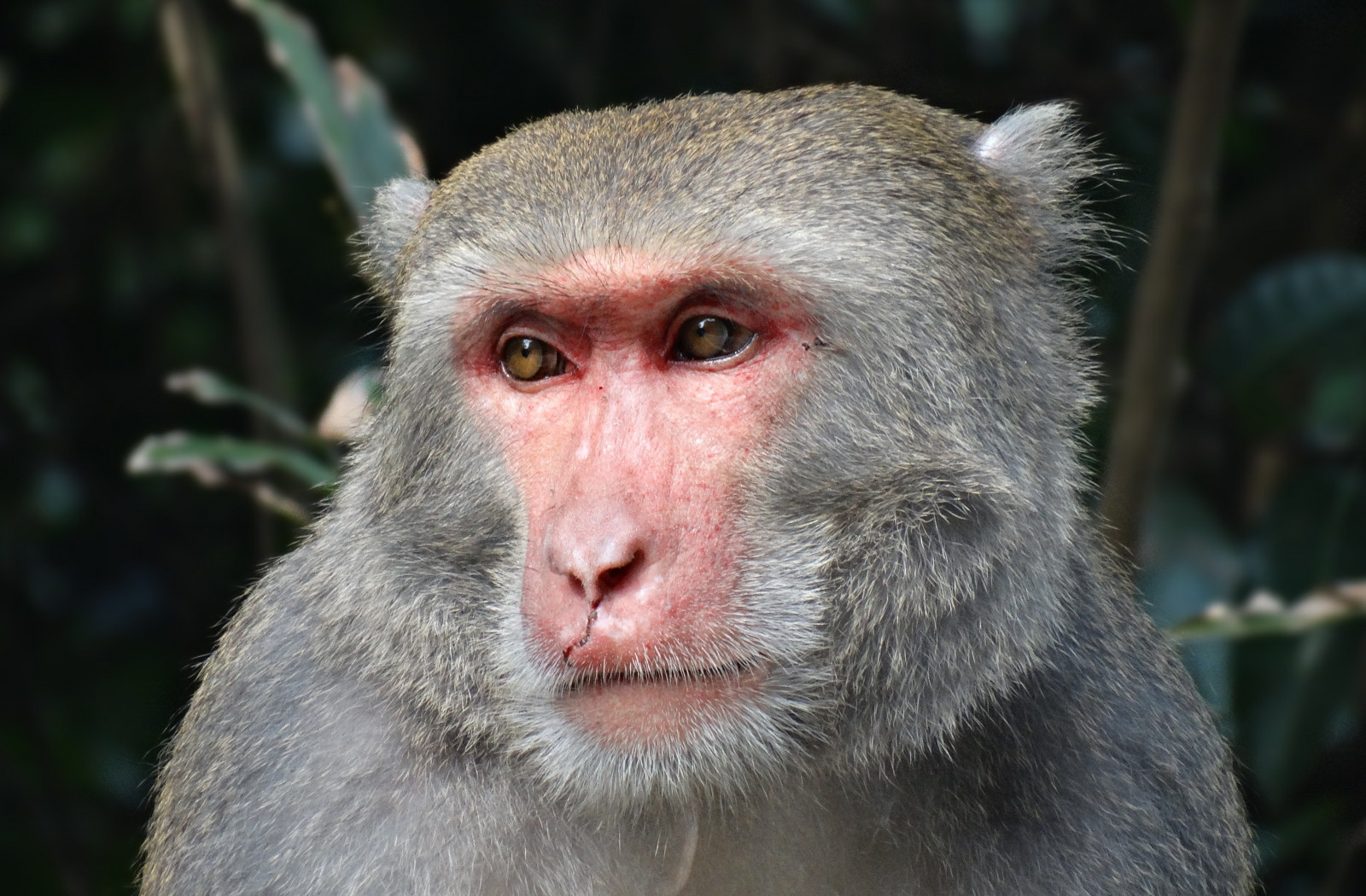 occhi, natura, Taiwan, trapano, macaco, fauna, mammifero, vertebrato, primate, platyrrhini, vecchia scimmia mondo, museruola, Cebus apella, bianco cappuccini headed, babbuino, macaco giapponese