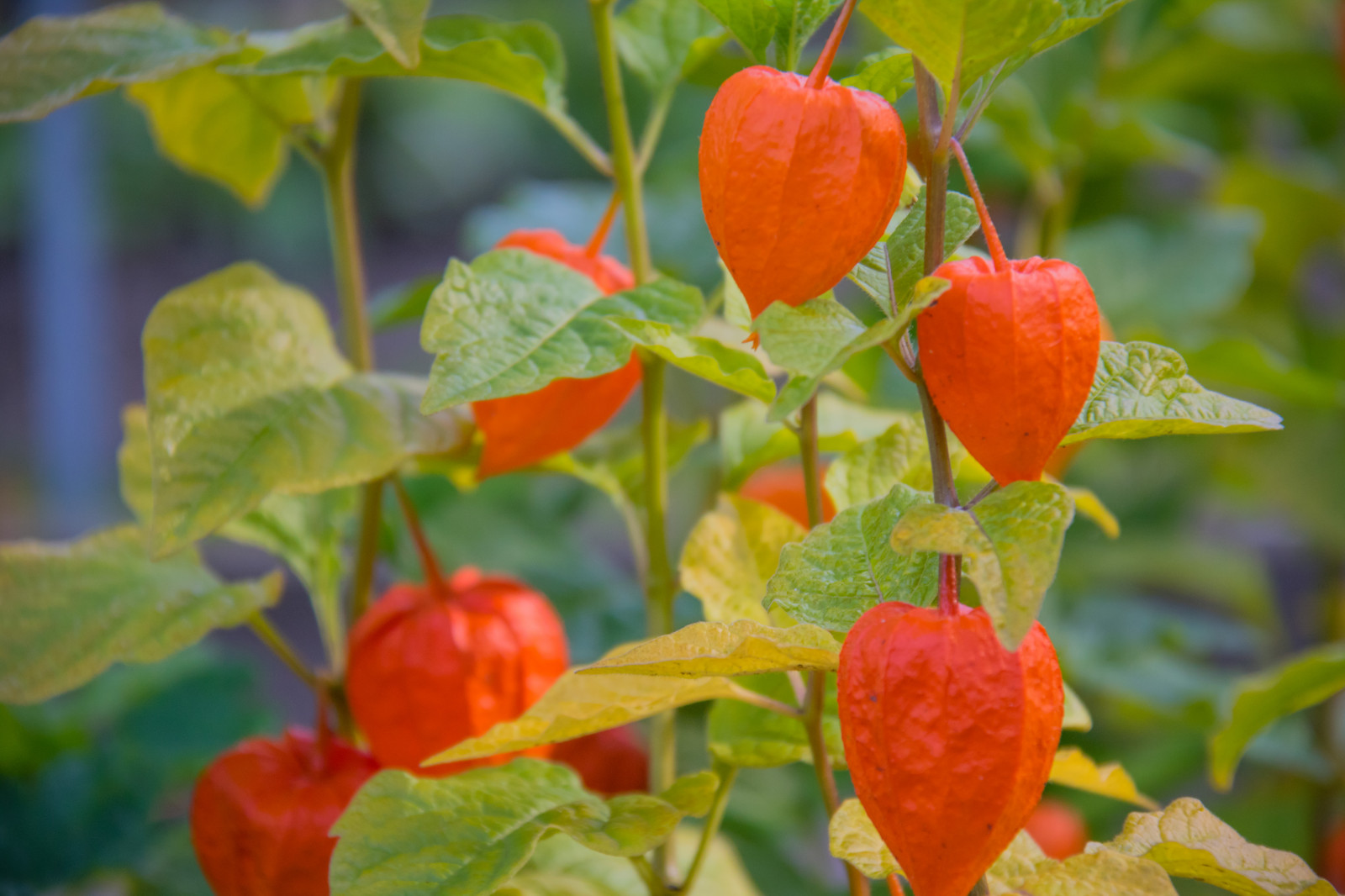 อาหาร, สวน, ผลไม้, ดอกกุหลาบ, ฤดูใบไม้ร่วง, ใบไม้, ดอกไม้, ปลูก, พืช, ลันด์, botaniskatr dg rden, exif model canoneos760d, ประเทศธรณีวิทยา, กล้องทำให้ Canon, geocity, กล้องรุ่น canoneos760d, geostate, ตำแหน่งทางภูมิศาสตร์, เลนส์ Exifs efs18200mmf3556is, รูรับแสง 56, ความยาวคลื่น exif 200 มม, exif ทำให้ canon, exif isospeed 500, พฤกษศาสตร์, พฤกษศาสตร์, t dg rd, ผลิต, โรงงานที่ดิน, พืชดอก, ไม้พุ่ม, การถ่ายภาพมาโคร, กุหลาบสะโพก, กุหลาบครอบครัว