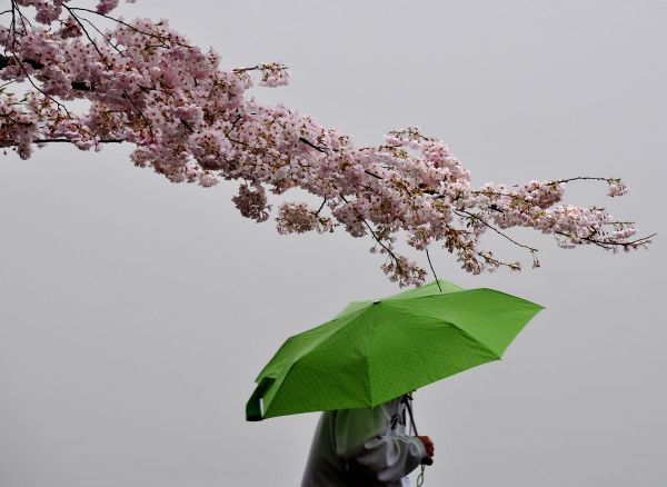 flor,Flor,Primavera,ramo,Flor de cerejeira,plantar