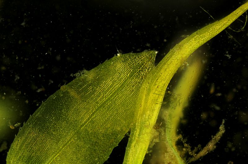 water, macro photography, organism, close up, leaf, moisture water, macro photography, organism, close up, leaf, moisture