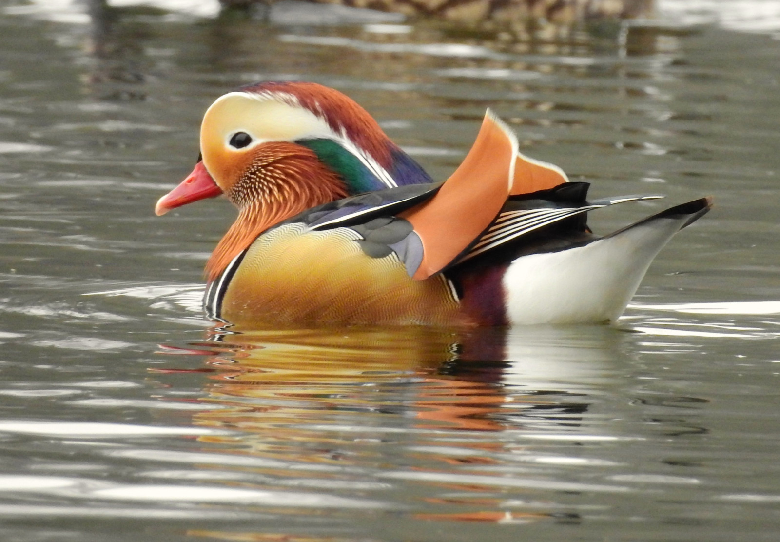 pták, kachna, vodní pták, kachen, hus a labutě, zobák, fauna, voda, vodní ptáci, divoká kachna, seaduck, kachna