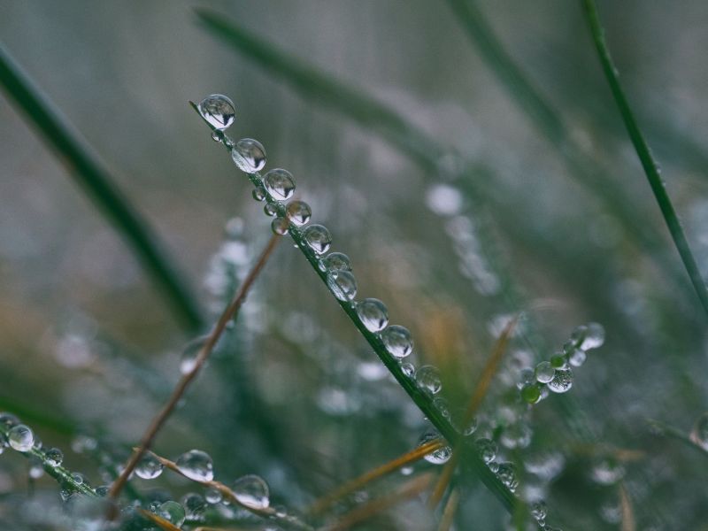 światło słoneczne, woda, Natura, trawa, gałąź, Zielony światło słoneczne, woda, Natura, trawa, gałąź, Zielony