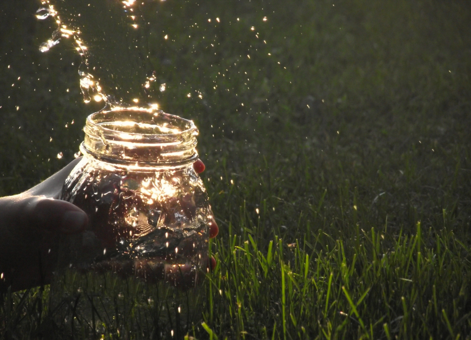 luce del sole, notte, acqua, riflessione, erba, verde, mattina, Sole, leggero, albero, foglia, fiore, spruzzo, Movimento, illuminazione, gocce, mano, goccioline, oscurità, prato, fotografia macro, vaso