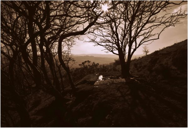 sunlight,trees,monochrome,England,forest,branch