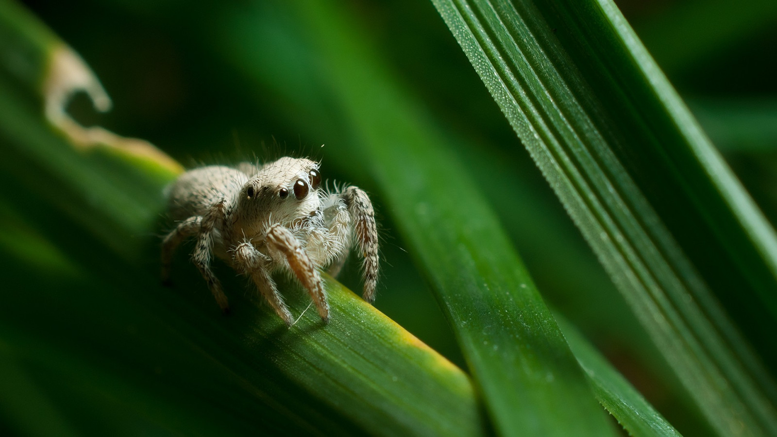 animali, natura, erba, fotografia, verde, ragno, Salticidae, Jumping Spider, artropodi, foglia, fiore, flora, fauna, 1920x1080 px, botanica, avvicinamento, fotografia macro, staminali vegetali, invertebrato