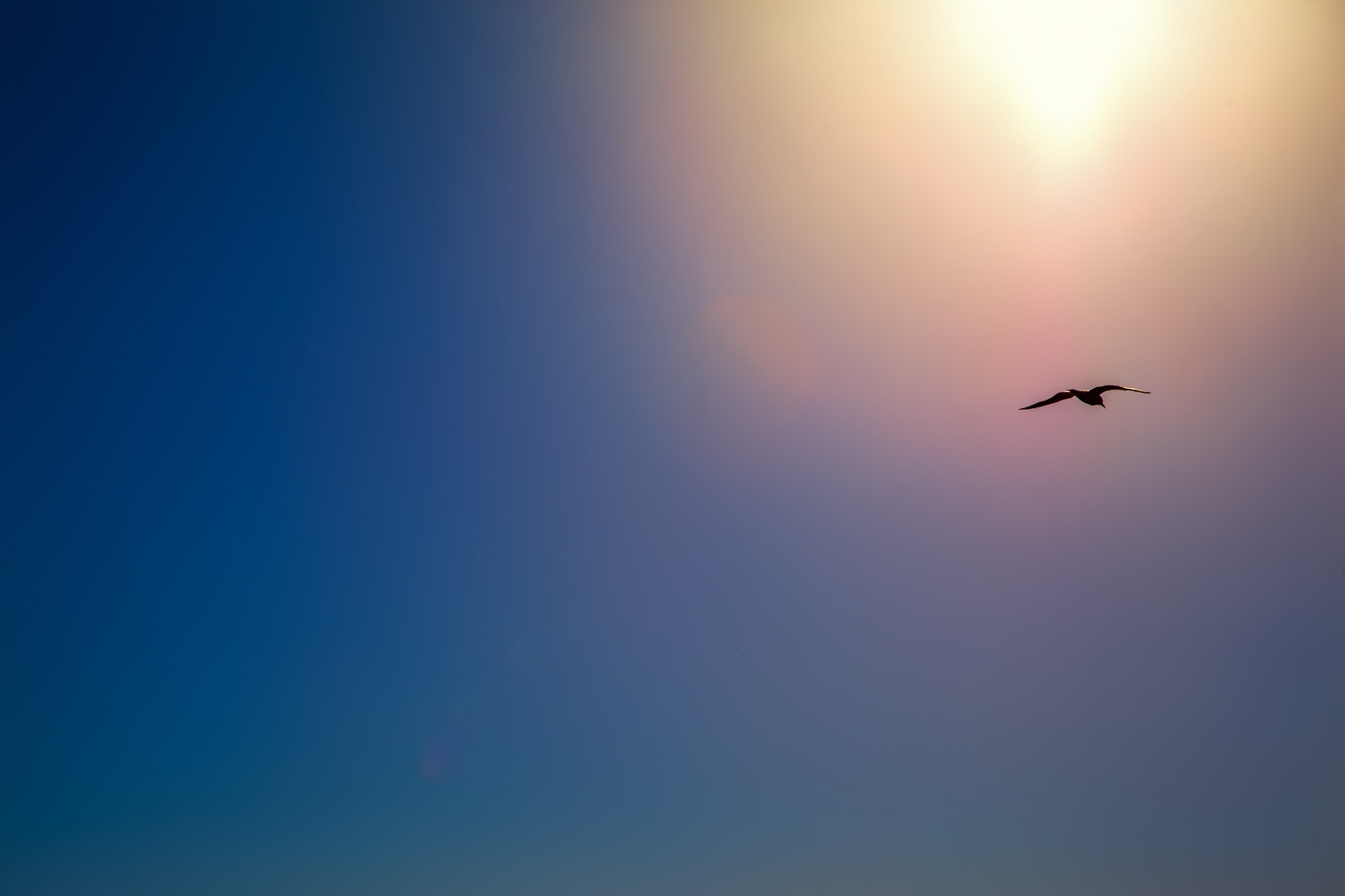 nebe, atmosféra, během dne, Atmosféra Země, horizont, uklidnit, mrak, slunečnímu záření, večer, svítání, svítání, pták, počítač tapeta