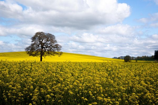 field,trees,Oregon,beaverton,marigolds,clouds