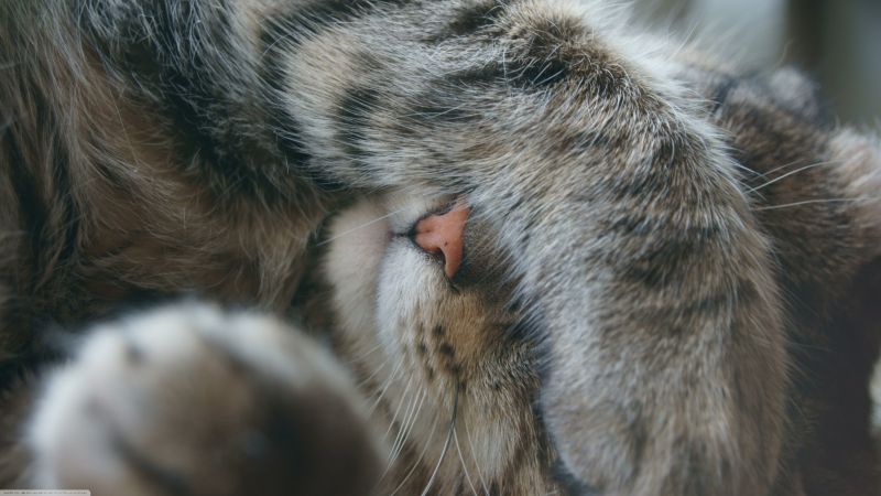 kočka, spací, srst, nos, kníry, oko