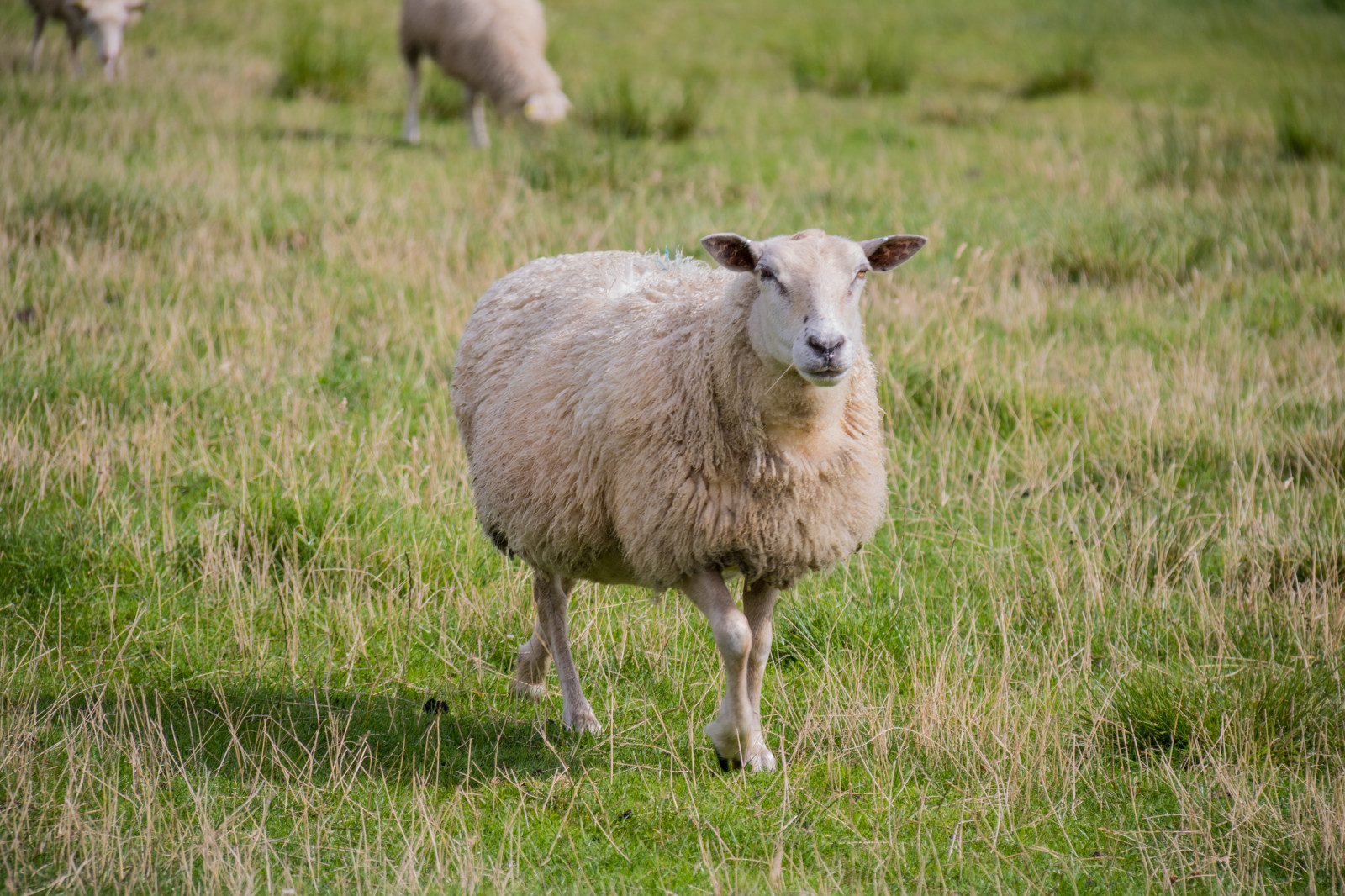 Příroda, tráva, pole, Volně žijících živočichů, ovce, mokřadní, zvíře, lučina, natur, DJUR, pastvina, s dersl tt, smygehamn, exif modelu canoneos760d, geocountry, Kamera aby kánon, geocity, Model fotoaparátu canoneos760d, geostate, geolocation, EXIF čočka efs18200mmf3556is, exif focallength 200mm, exif aby kánon, EXIF isospeed 100, EXIF otvor 63, f r, sp NSV tmark, stádo, louka, fauna, savec, roh, prérie, ovce, venkov, obratlovců, pastvisko