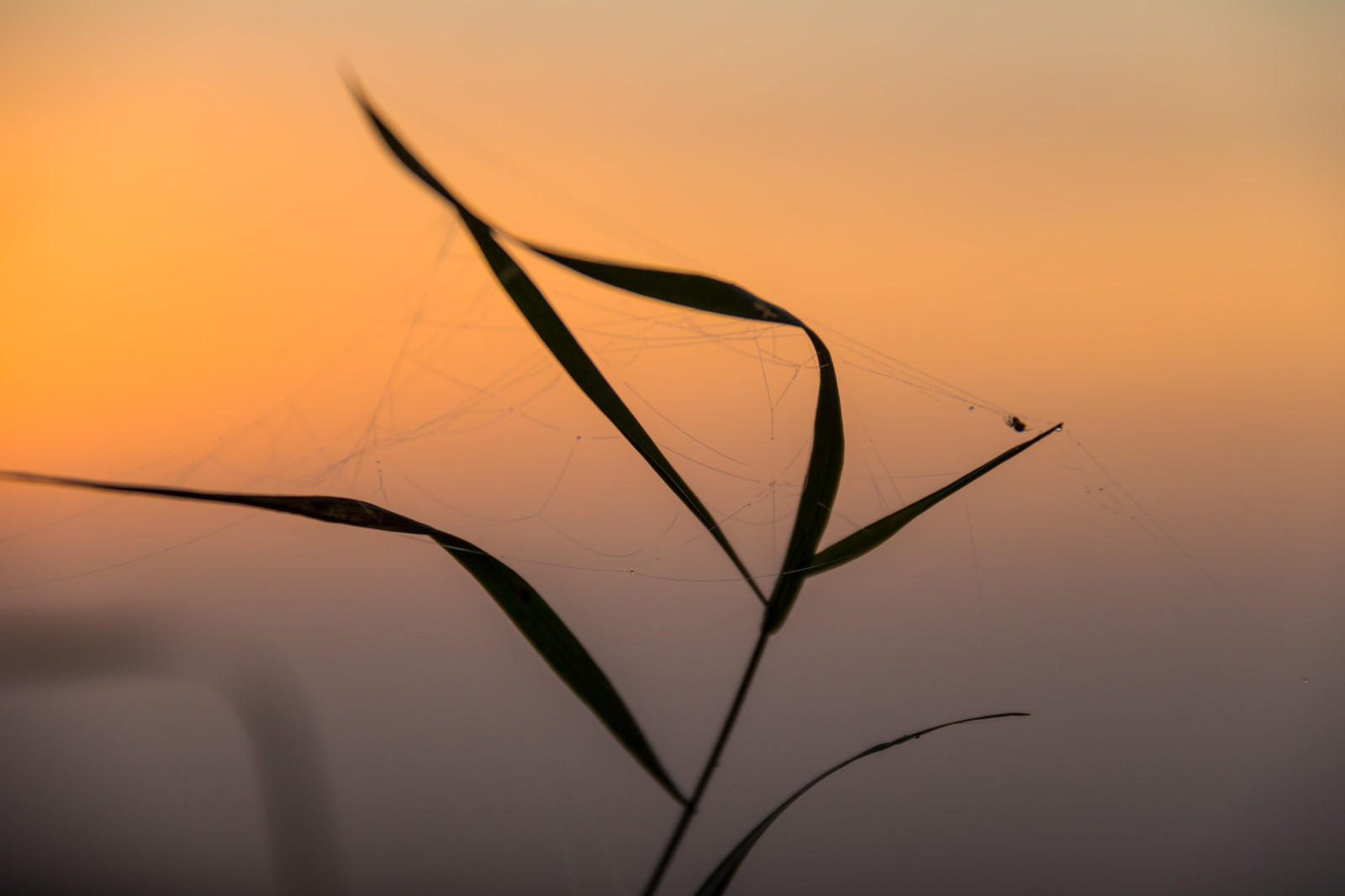 luce del sole, tramonto, acqua, natura, riflessione, erba, cielo, ramo, Alba, sera, mattina, Sole, orizzonte, crepuscolo, leggero, foglia, alba, web, natur, Spindeln t, forma, soluppg ng, linea, gr s, gocciolina, modello canoneos760d exif, geocountry, Marca fotocamera Canon, Geocity, modello di fotocamera canoneos760d, geostate, geolocalizzazione, Lente exif efs18200mmf3556is, apertura exif 56, exif fare canon, droppe, exif ISOSPEED 125, exif focalLength 155 millimetri, n t, fenomeno atmosferico, sfondo del computer, fotografia macro, famiglia di erba