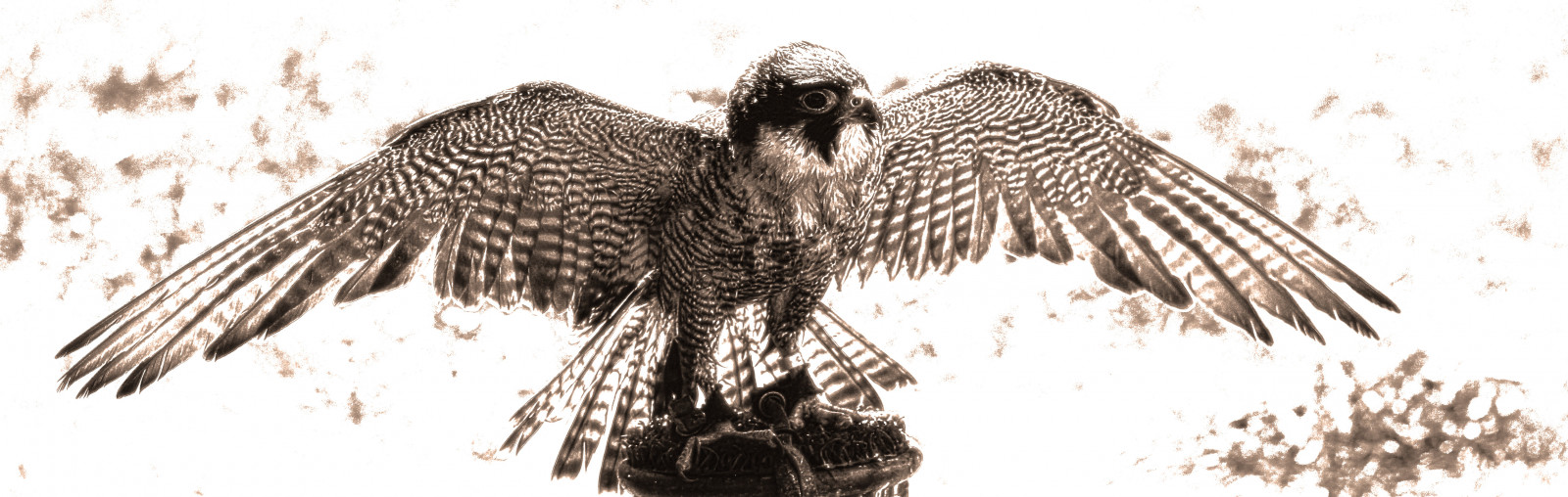 pták, ptactvo, křídla, grafika, grafický, VOGELS, raptor, Sokol, dravci, Raubvogel, vogel, Falco, Ptak, skrzyd a, drapie nik, crazygeniuses