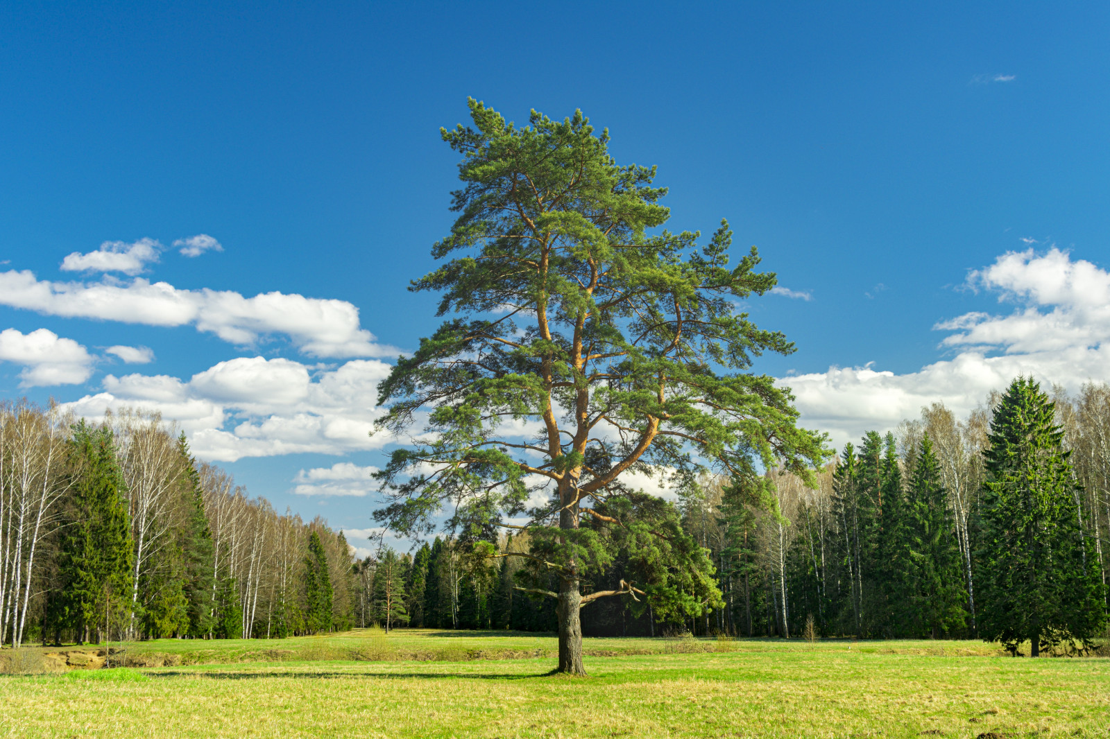 nube, cielo, pianta, ecoregione, albero, Natural landscape, People in nature, larice, ramo, terreno, Sempreverde, erba, pianta legnosa, tronco, pianura, prateria, strada, terrestrial plant, arbusto, paesaggio, prato, cumulo, orizzonte, prateria, foresta, boschetto, collina, spruce fir forest, campo, foresta temperata, piantagione, conifera, pascolo, bosco, temperata foresta di conifere, giardino, pianta fiorita, tropical and subtropical coniferous forests, paesaggio, staminali vegetali, abete, pino, famiglia del pino, steppa, deciduo, sentiero, abete rosso, shrubland, parco, autunno