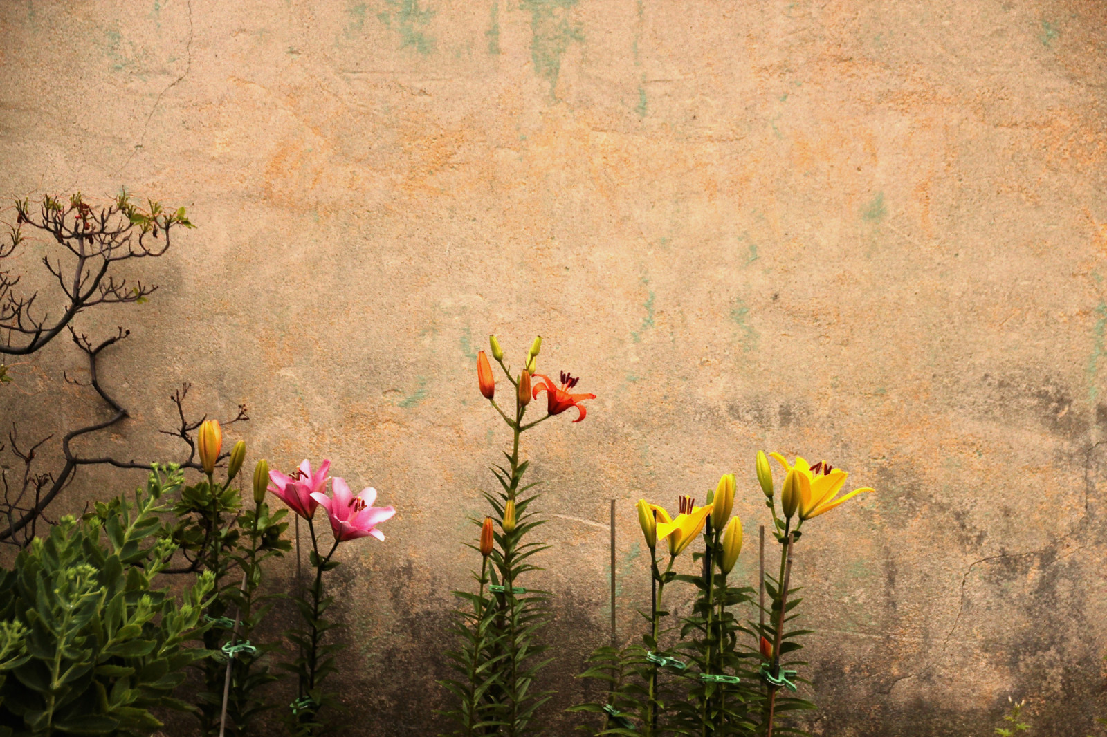 květ, stěna, day177, odc, upagainstthewallmother, day177365, 365the2015edition, 3652015, 26jun15