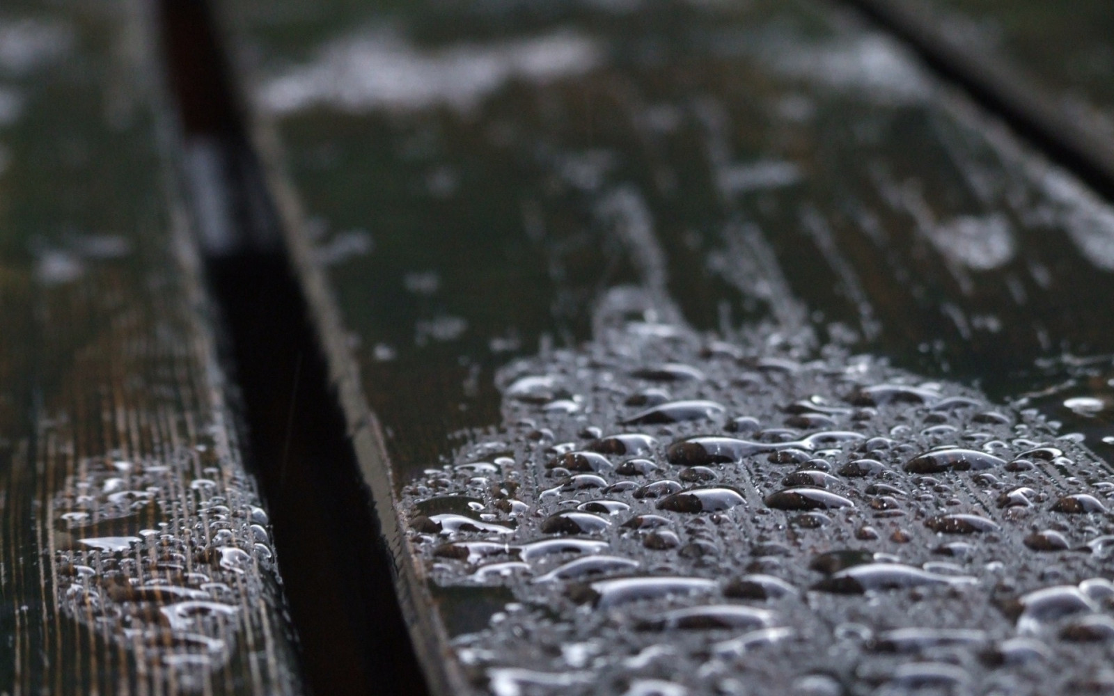 monokrom, vand, natur, sne, vinter, regn, vanddråber, is, frost, Fryser, blad, vejr, sæson, jord, tæt på, makrofotografering