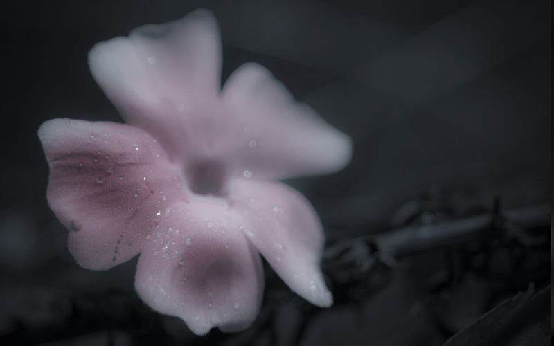 白色, 单色, 花卉, 性质, 摄影, 黑色 白色, 单色, 花卉, 性质, 摄影, 黑色