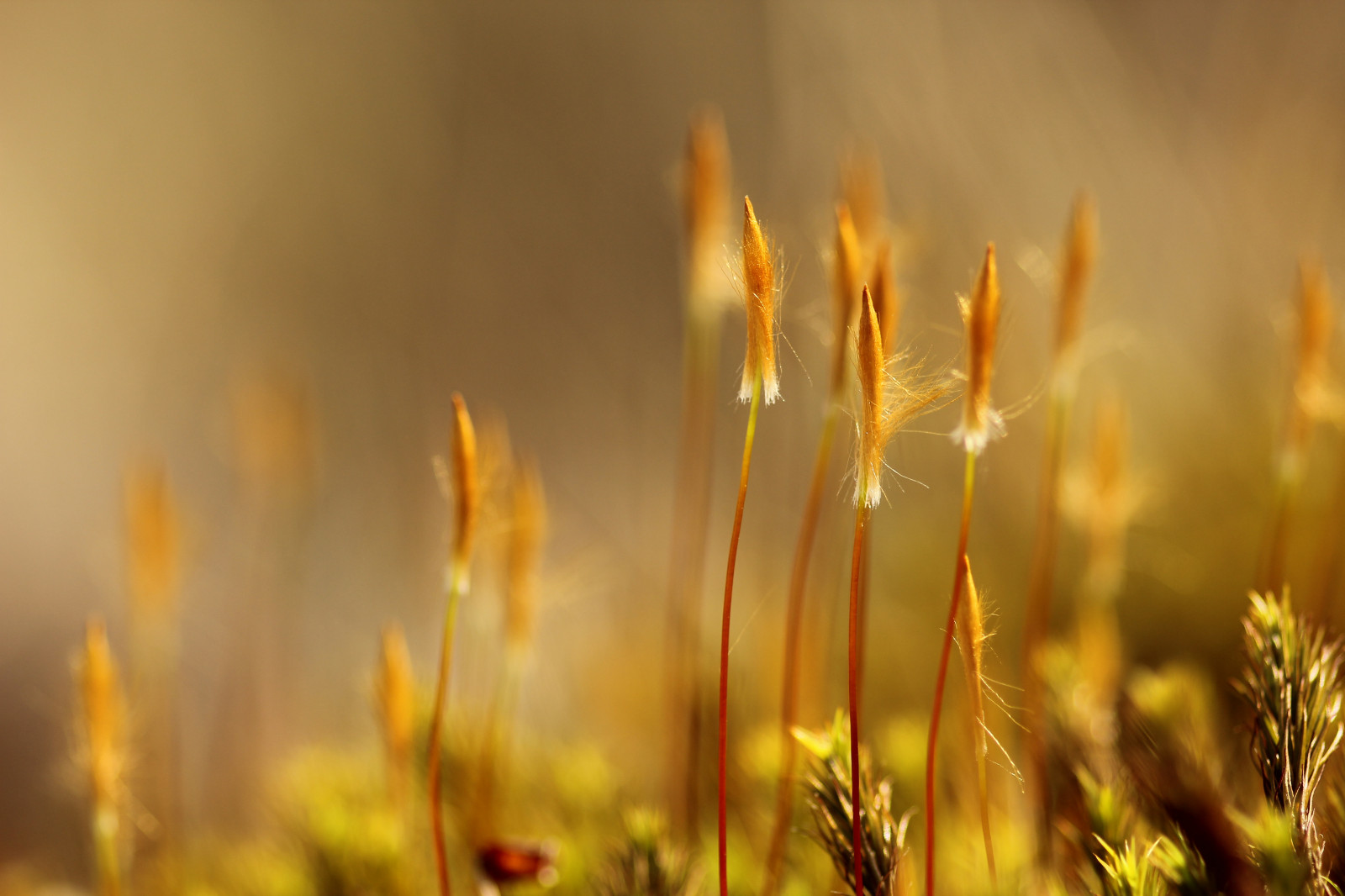sollys, mad, græs, Mark, makro, mos, morgen, 2015, forår, lys, efterår, blad, blomst, plante, landbrug, eng, 105mm, Derbyshire, prærie, nationaltrust, computer tapet, jord plante, blomstrende plante, tæt på, makrofotografering, græs familie, peakdistrict, Barbrook, RSPB, peakpark, bigmoor, easternmoors, mosssporangia