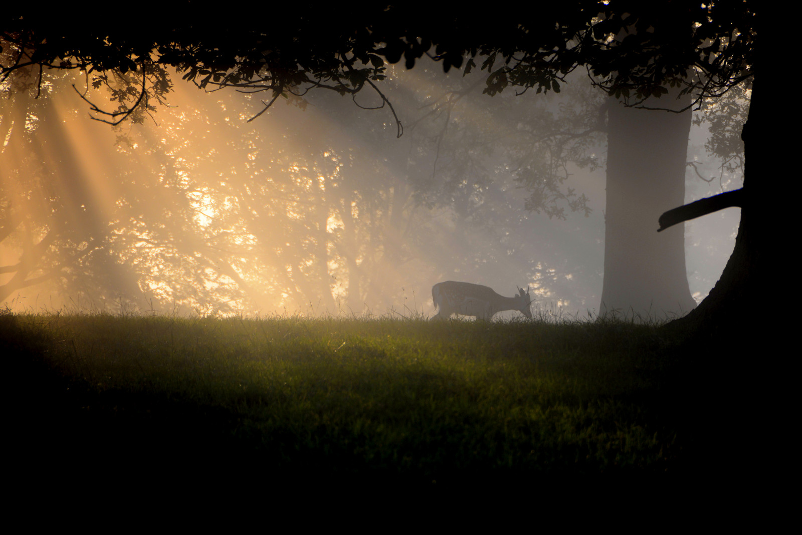 slunečnímu záření, krajina, Jelen, noc, Příroda, tráva, nebe, svítání, večer, ráno, mlha, atmosféra, Nikon, podsvícení, půlnoc, světlo, strom, svítání, tma, počítač tapeta, Atmosféra Země, jev, chatsworth, Johnnic1, stock photography