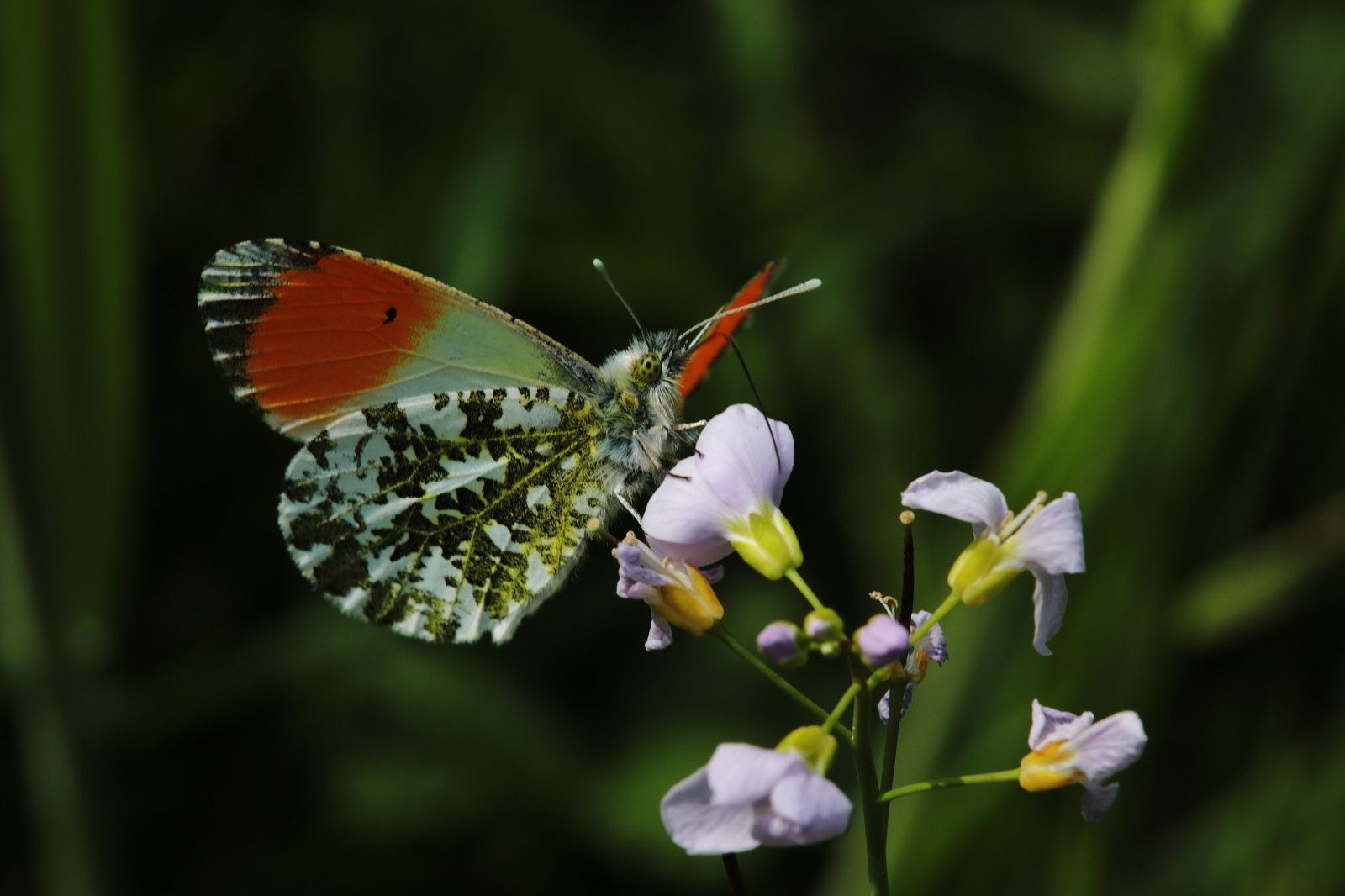 Spring Papillon Wallpaper : insect, spring, moth, flower, flora, papillon ...