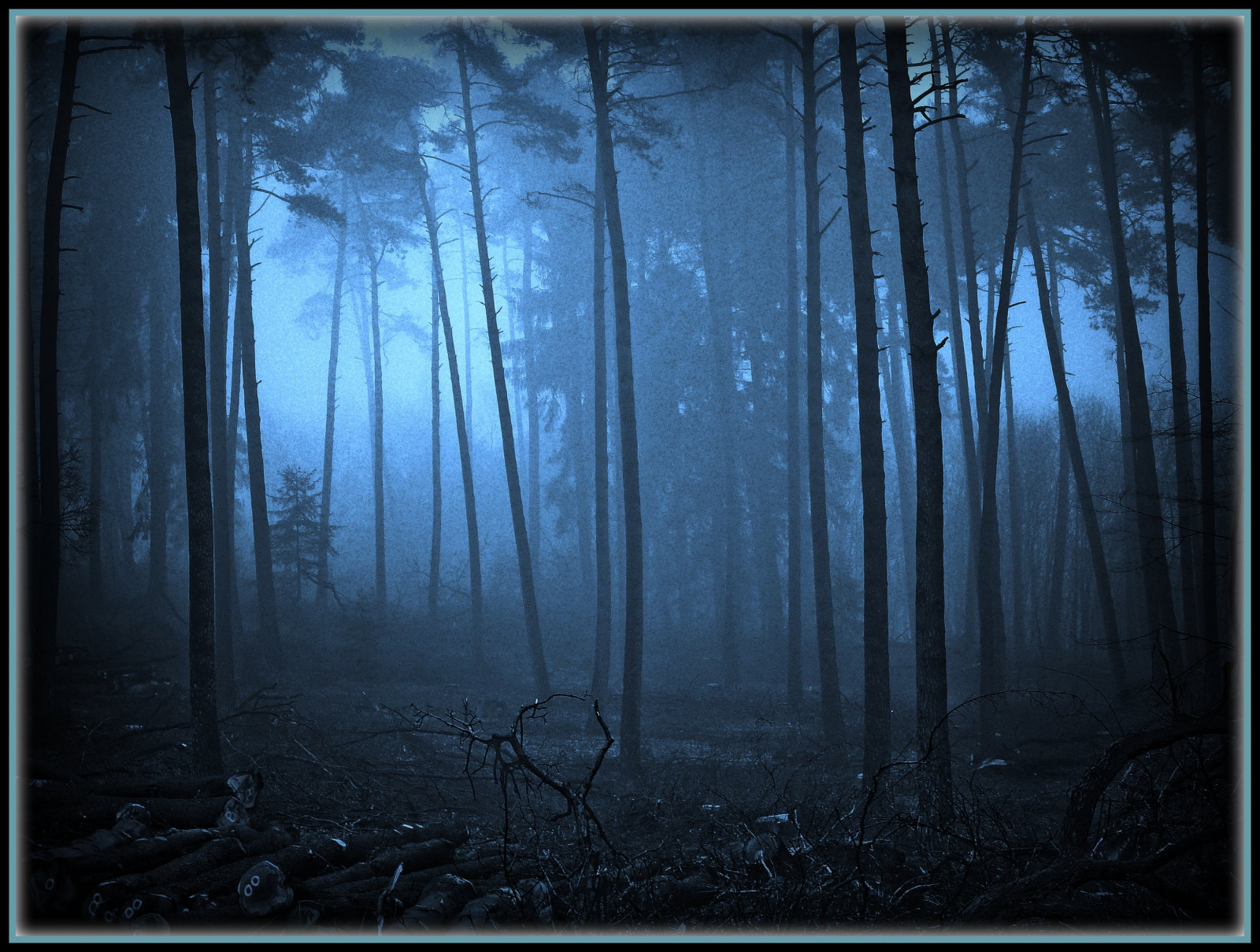 luce del sole, foresta, monocromo, natura, riflessione, legna, blu, mattina, Germania, nebbia, struttura, atmosfera, Colonia, ARTE, leggero, albero, nebbia, tempo metereologico, oscurità, creativo, artistoftheyearlevel3, anawesomeshot, theperfectphotographer, platinumheartaward, theunforgettablepictures, musictomyeyeslevel1, artistoftheyearlevel4, artistoftheyearlevel5, golddragon, platinumphoto, artofimages, blueribbonwinner, firstquality, immagine dello schermo, ourmasterpieces, megashot, Supershot, Oberberg, ysplix, topofthefog, themoulinrouge, habitat, ambiente naturale, fenomeno atmosferico, sfondo del computer, bianco e nero, fotografia in bianco e nero, llovemypic, immagine perfetta, da solo nel buio