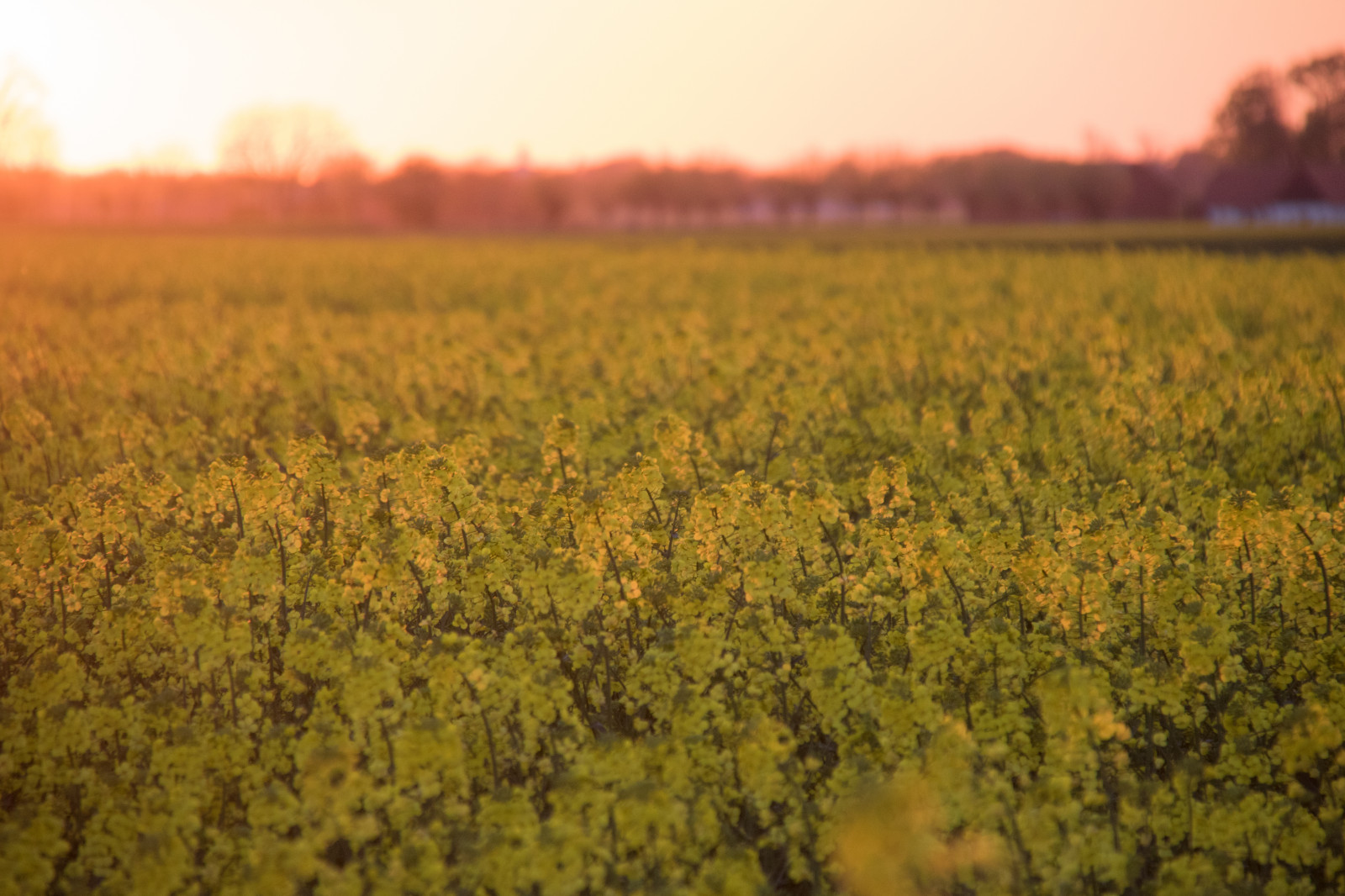 slunečnímu záření, krajina, jídlo, západ slunce, kopec, Příroda, tráva, nebe, pole, žlutý, ráno, horizont, řepkového, strom, podzim, list, květ, lučina, rostlina, sezóna, solnedg ng, venkov, landsbygd, nárazy, f lt, s dersl tt, landskap, řepka, rapefield, zemědělství, louka, prostý, prérie, oříznutí, venkov, místo výskytu, přírodní prostředí, atmosférický jev, vyrobit, suchozemská rostlina, kvetoucí rostlina, tráva rodina, brassica