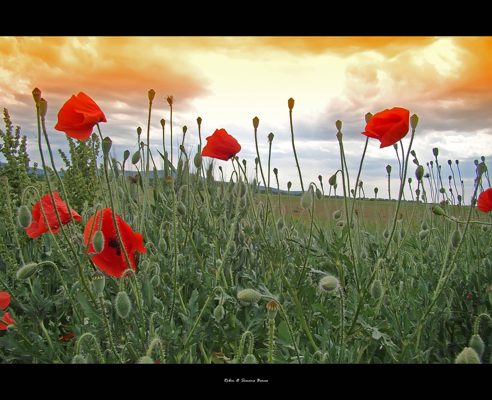 krajina, Příroda, Červené, tráva, pole, zelená, Sony, vlčí mák, květ, lučina, rostlina, saariysqualitypictures, mygearandme, mák, flóra, okvětní lístek, louka, skvělý, mygearandmepremium, mygearandmebronze, mygearandmesilver, mygearandmegold, platinumpeaceaward, divoká rostlina, prérie, H50, beautifyl, coquelicot, suchozemská rostlina, kvetoucí rostlina, tráva rodina, mák rodina