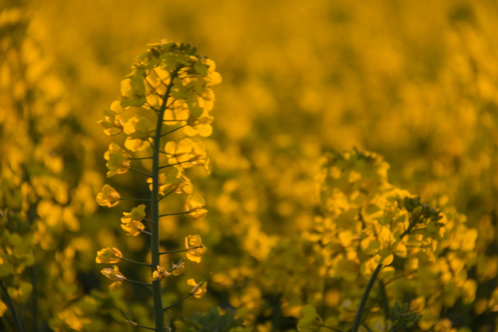 slunečnímu záření, krajina, jídlo, západ slunce, pole, žlutý, řepkového, květ, rostlina, solnedg ng, venkov, landsbygd, nárazy, f lt, s dersl tt, landskap, řepka, rapefield, zemědělství, louka, divoká rostlina, prérie, oříznutí, vyrobit, suchozemská rostlina, kvetoucí rostlina, zblízka, makro fotografie, tráva rodina, zeleninový, brassica, hořčice, hořčice závod, brassica rapa, hořčice a zelí rodina