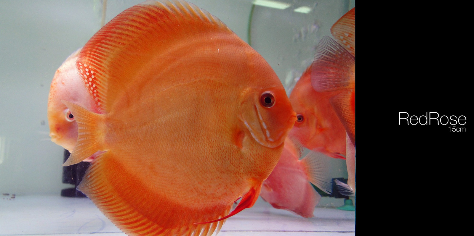 Červené, Ryba, zlatá rybka, zobák, Discus Fish, biologie, mořská biologie, Pomacentridae, pomacanthidae