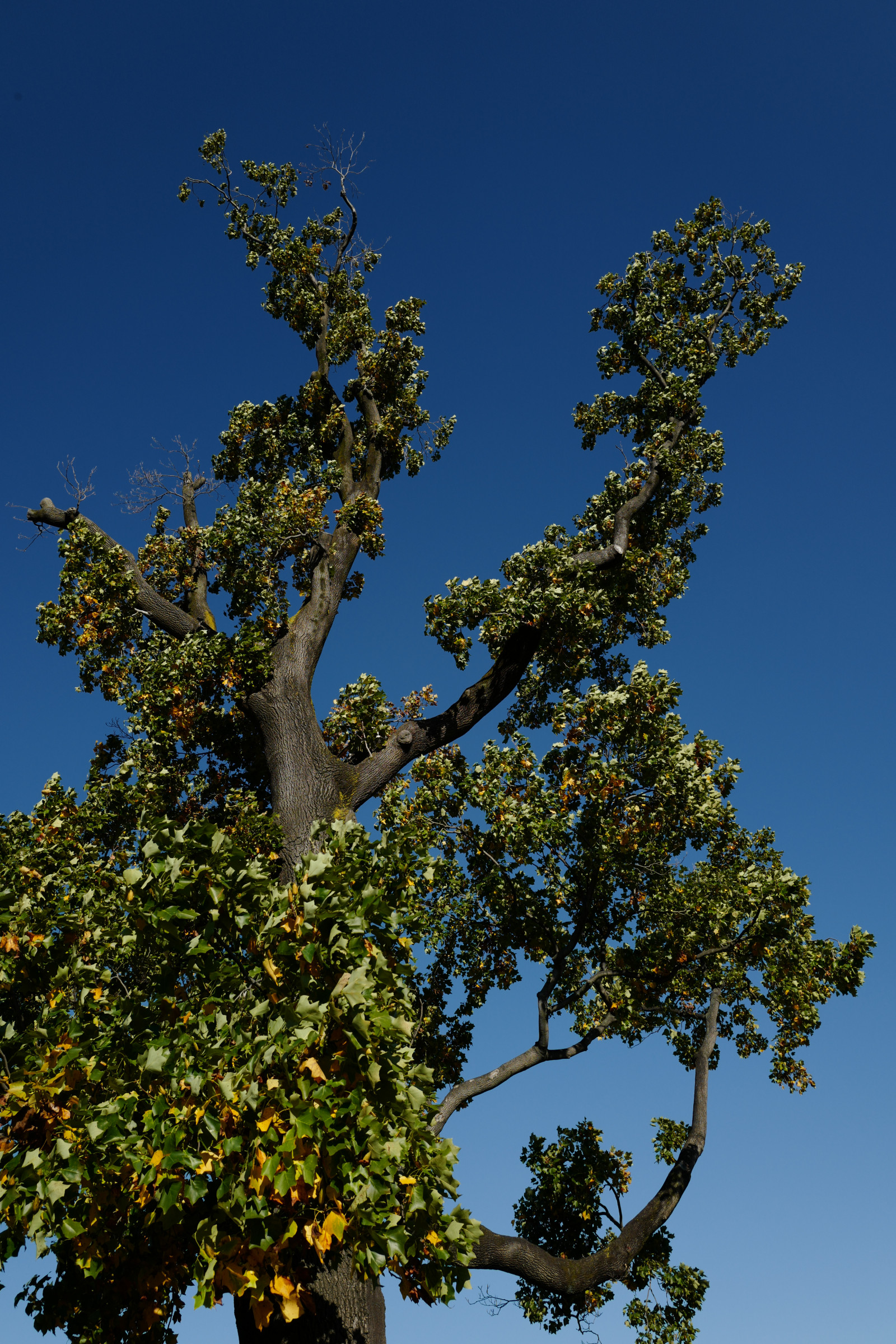 ญี่ปุ่น, แสงแดด, ธรรมชาติ, ท้องฟ้า, สาขา, สีเขียว, เบ่งบาน, Leica, โตเกียว, Jp, ต้นไม้, ฤดูใบไม้ร่วง, ใบไม้, ดอกไม้, ปลูก, พืช, ชินจูกุ, shinjukugyoen, Summilux, leicaq, summilux1728, q, พุทธศักราช 1728, พฤกษศาสตร์, โรงงานที่ดิน, พืชดอก, ไม้ยืนต้น, ไม้พุ่ม