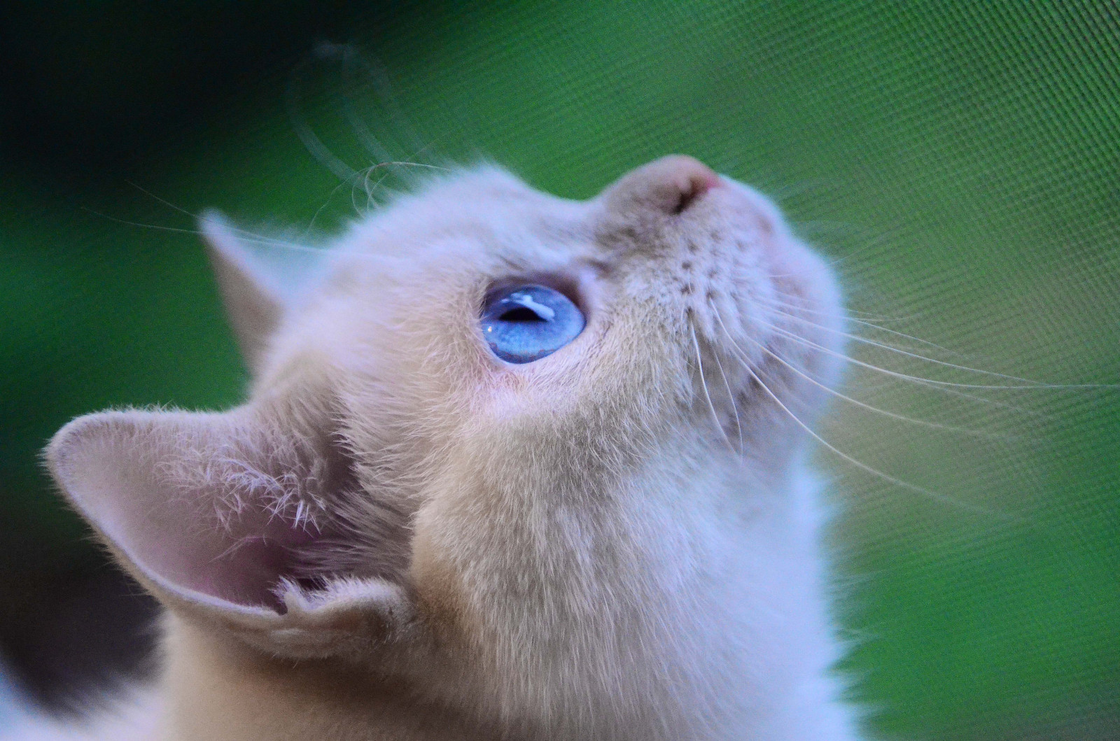 kočka, kníry, fauna, malé až středně velké kočky, kočka jako savci, oko, nos, zblízka, čenich, domácí krátké vlasy kočka, organismus, makro fotografie, khao Manee, kotě, aegean cat, Burmilla