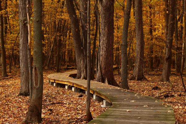nature,sunlight,trees,forest,park,wood