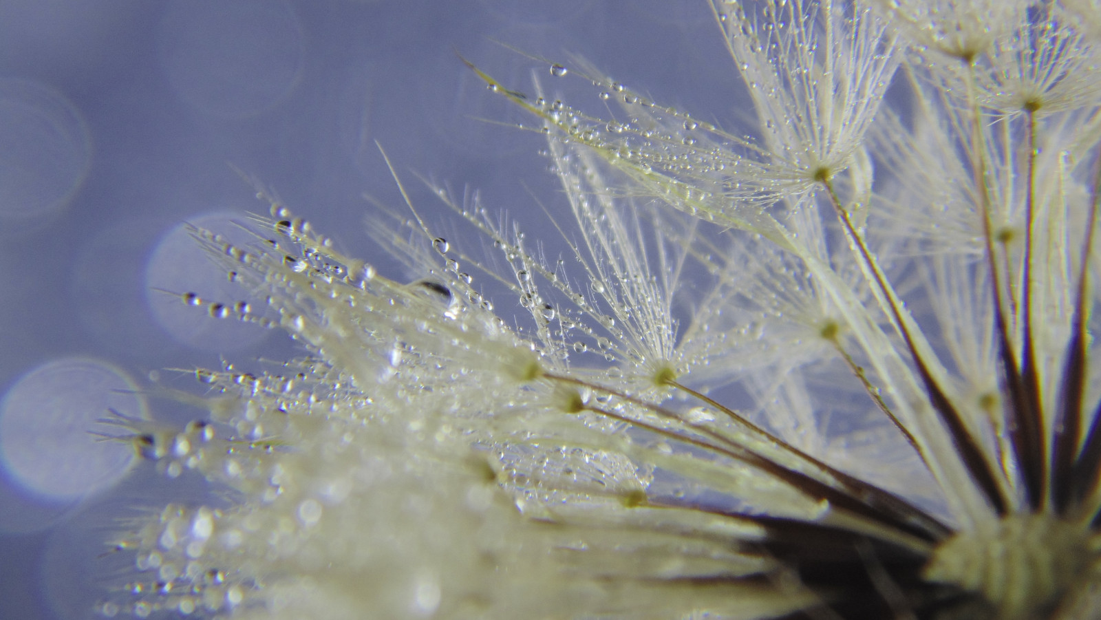 blå, England, Brun, hvid, plante, natur, vand, have, dråber, mælkebøtte, frø, kimplanter, vanddråber, mælkebøtter, sonydsch200