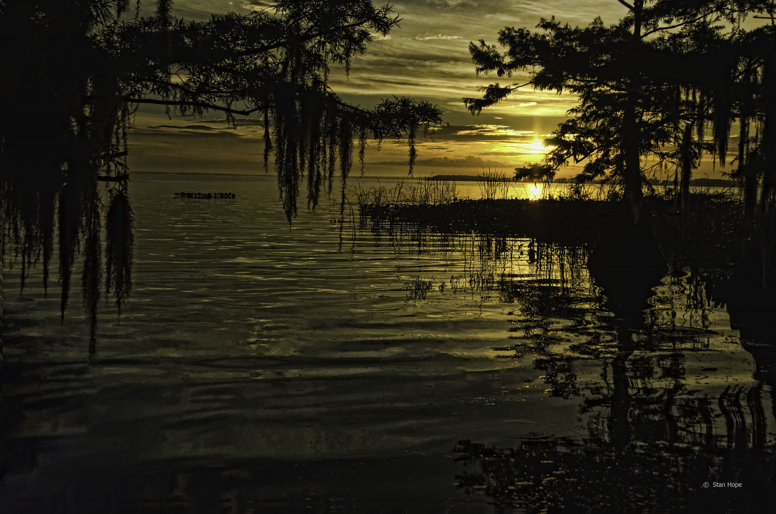 mattina, Stati Uniti d'America, lago, riflessione, albero, natura, acqua, Alba, paesaggio, Nikon, Florida, palude, Sebring, Topazio, cypresstree, Lakeplacidflorida, thegalaxy, Altipiani, Lakeistokpoga, D7000, nikssoftware, sunrays5, Loridaflorida, Thecypresstree