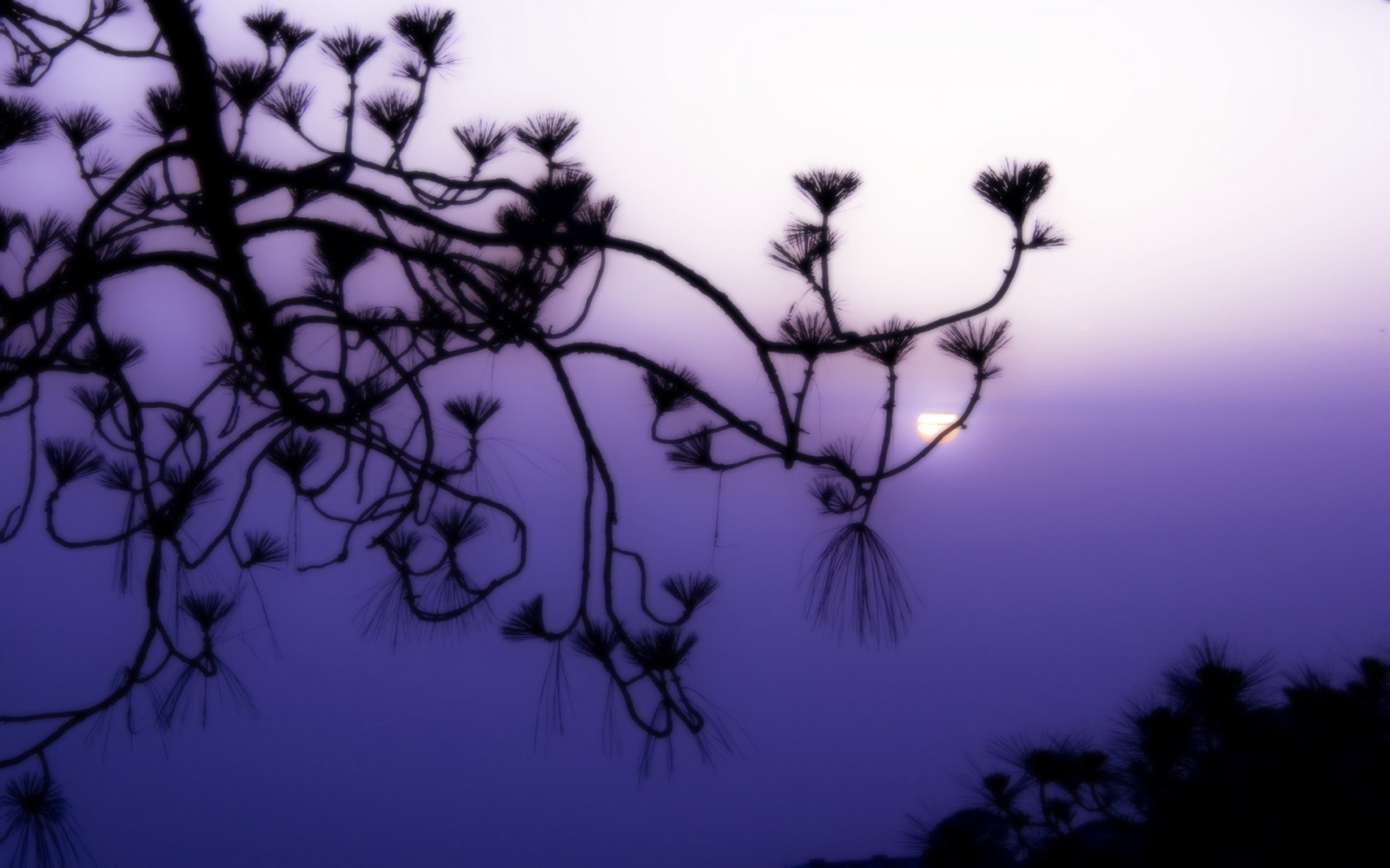 les plantes, silhouette, branche, Matin, Soleil, fleur, plante, obscurité, noir et blanc, Photographie monochrome