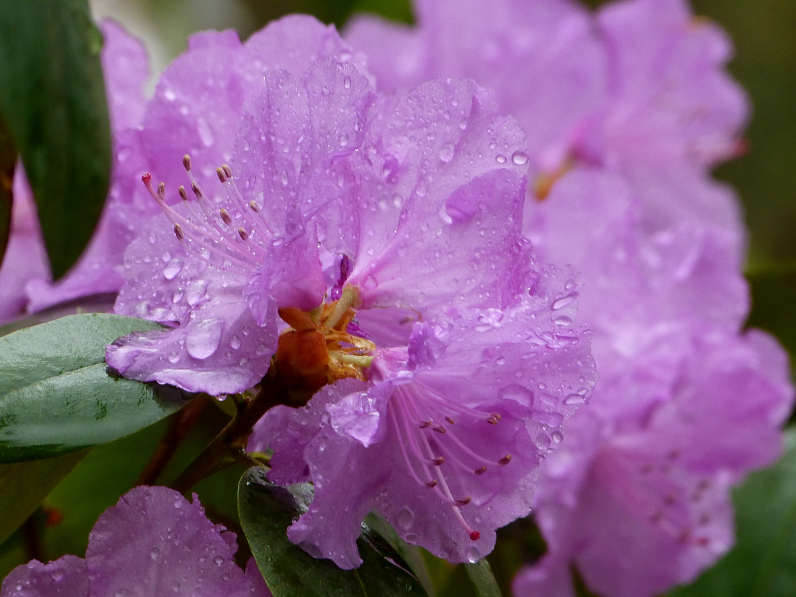 květiny, Příroda, nachový, křoví, růžový, jaro, alpská růže, květ, rostlina, flóra, zahrada, okvětní lístek, kapky vody, Nová Anglie, divoká rostlina, kvetoucí rostlina, keř, jednoletá rostlina, fialová rodina, azalka, čtyři hodin květina, bylina, rododendrony, Ericales, four o clock family, melastome family